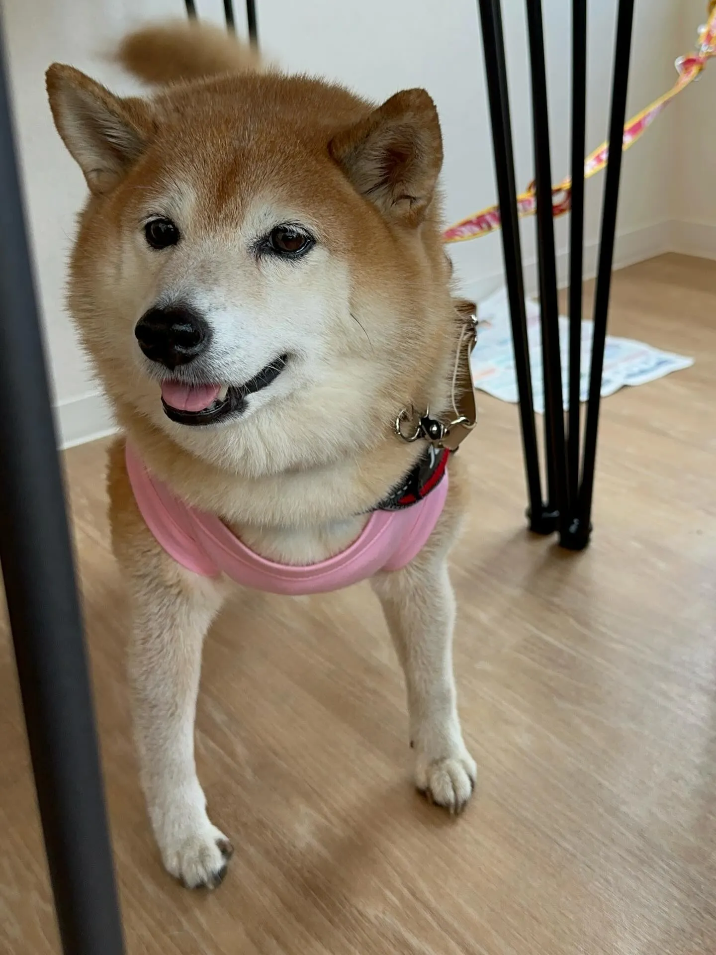初開催！