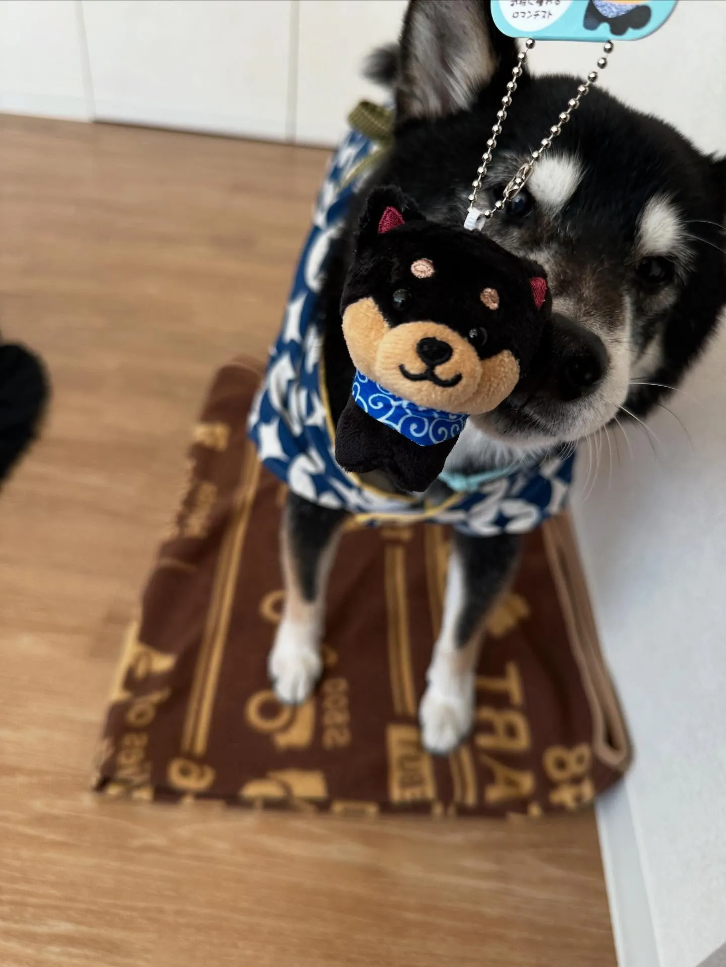 初開催！
