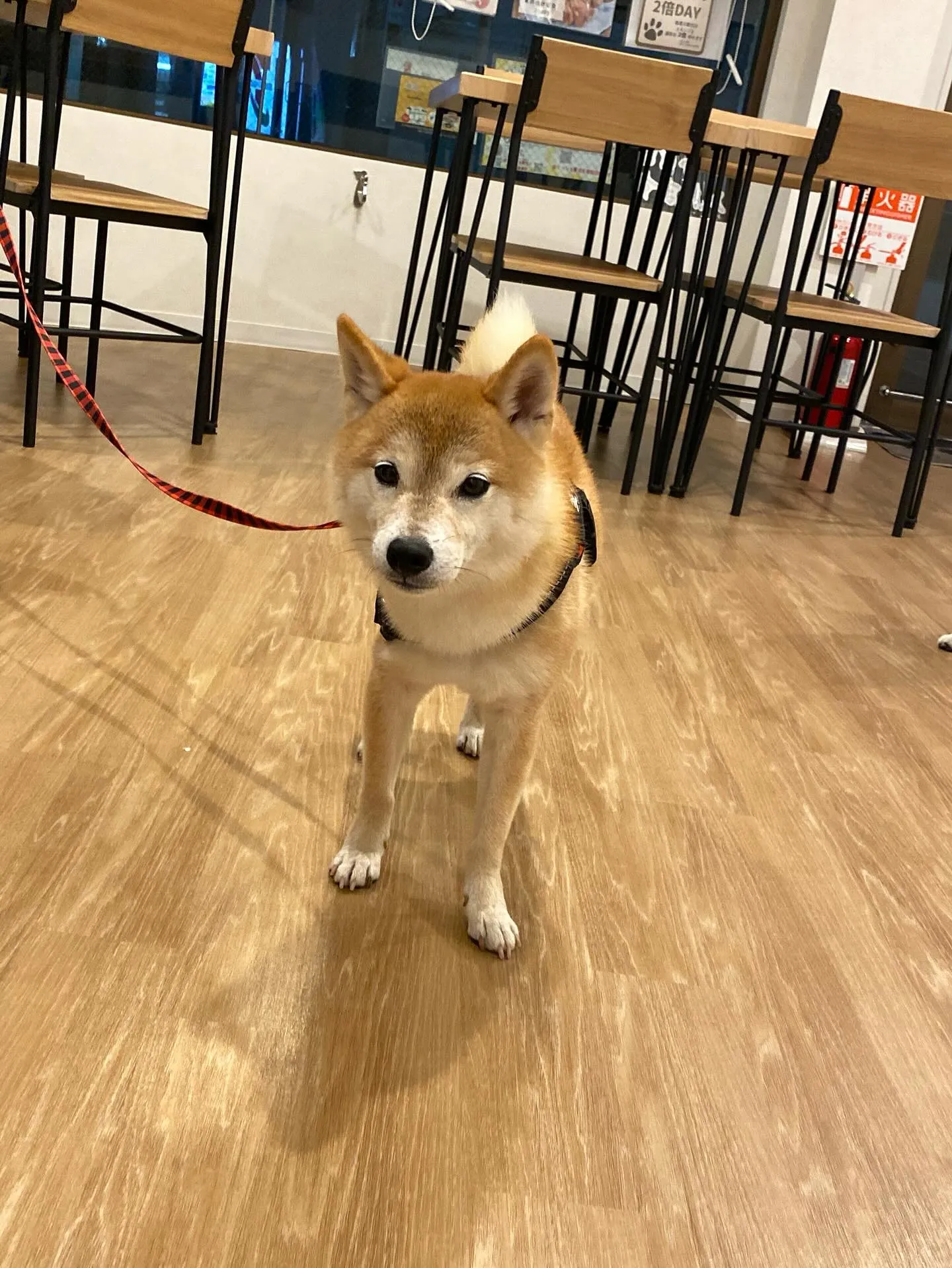 初開催！