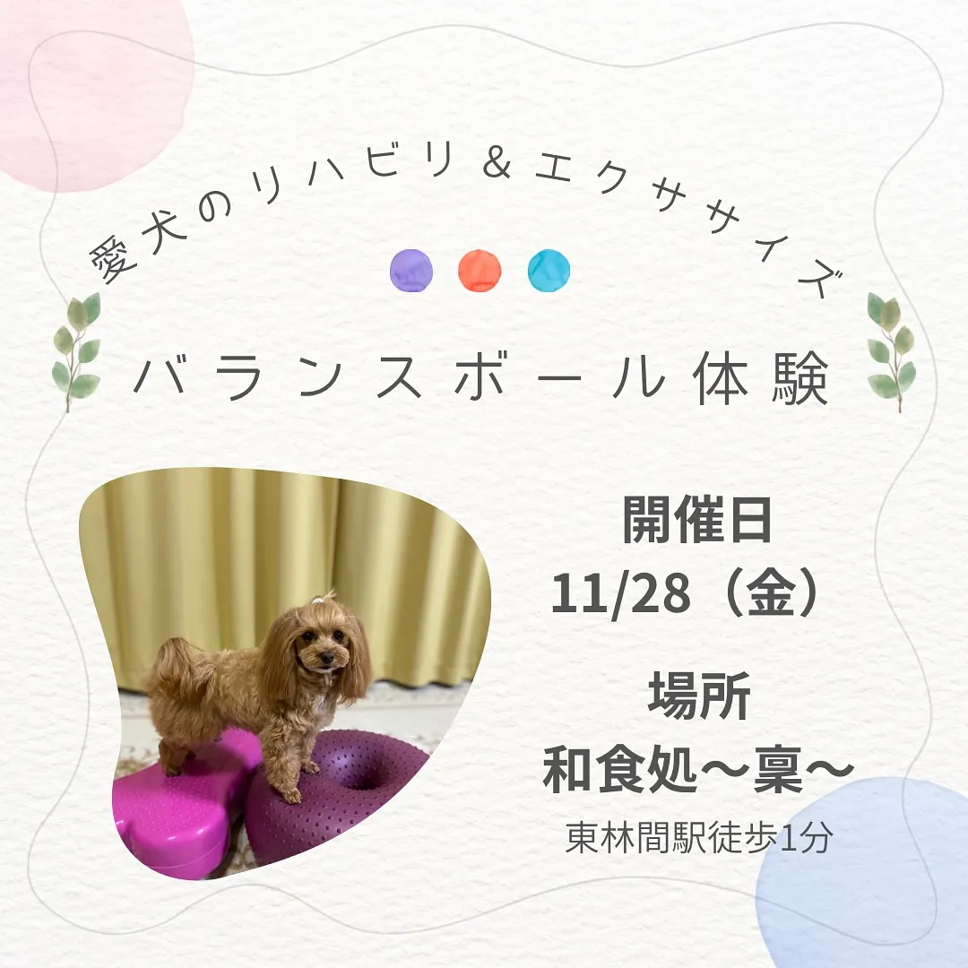 《🐶バランスボールで楽しく体幹トレーニング♪》
