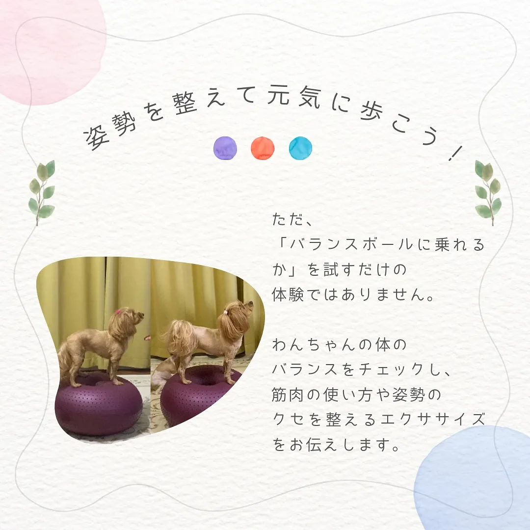 《🐶バランスボールで楽しく体幹トレーニング♪》