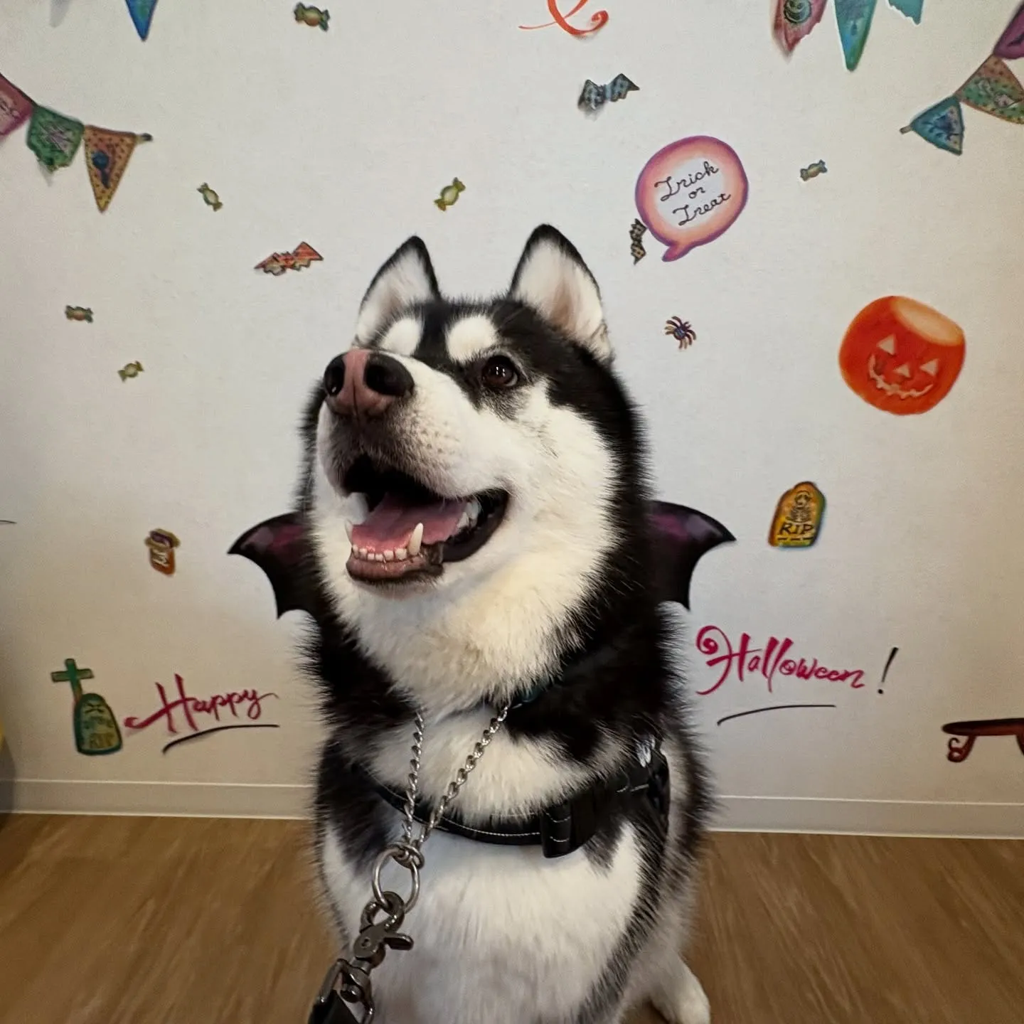 《ご来店わんこ》