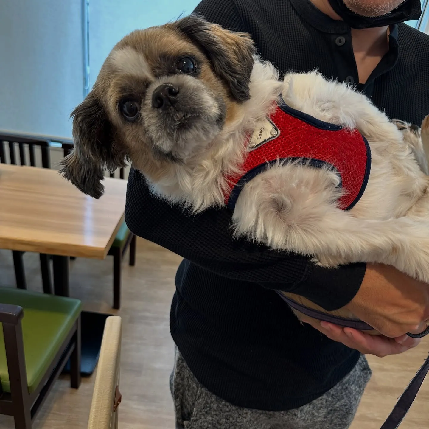 《ご来店わんこ》