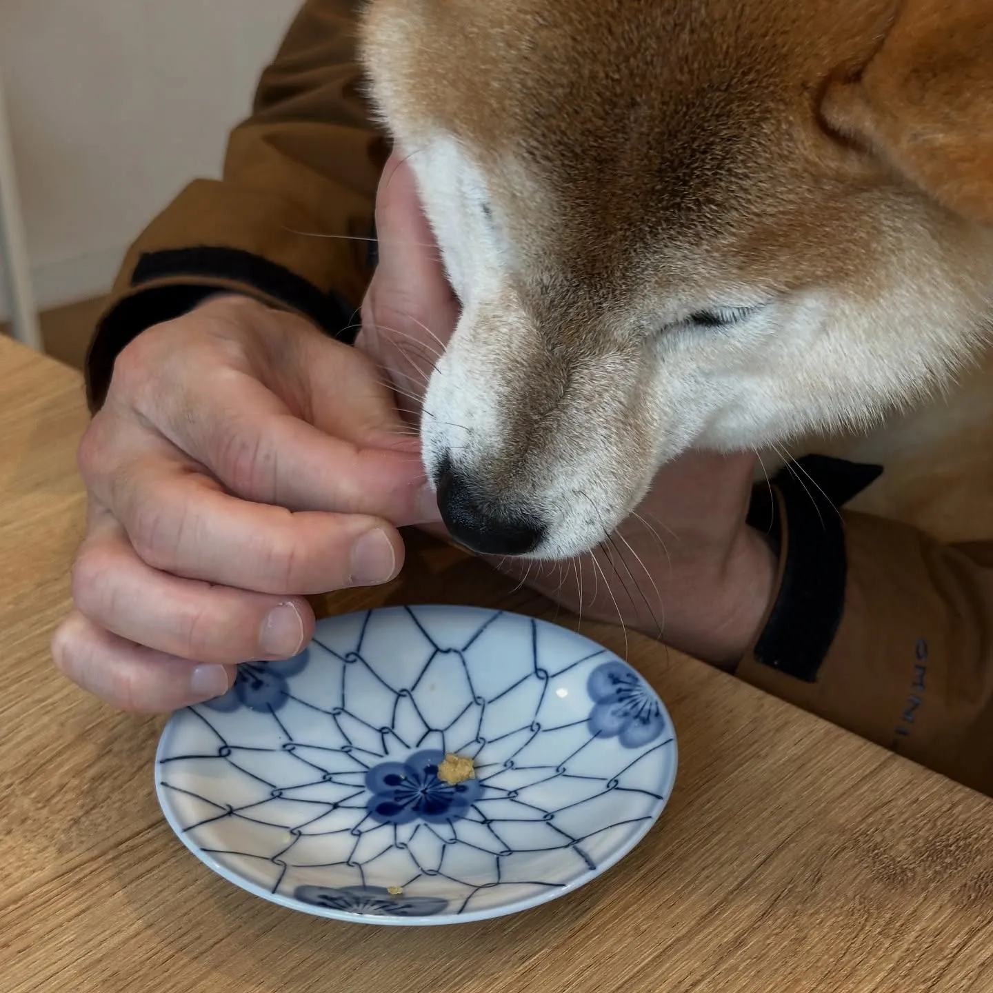 《ご来店わんこ》