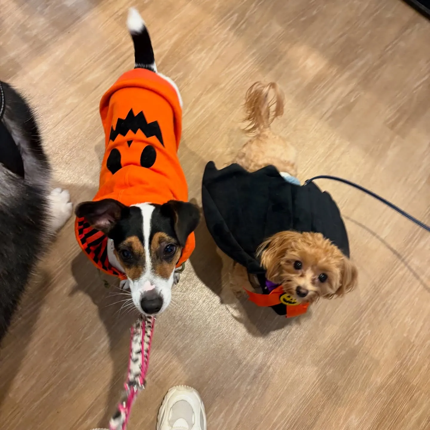 《ご来店わんこ》