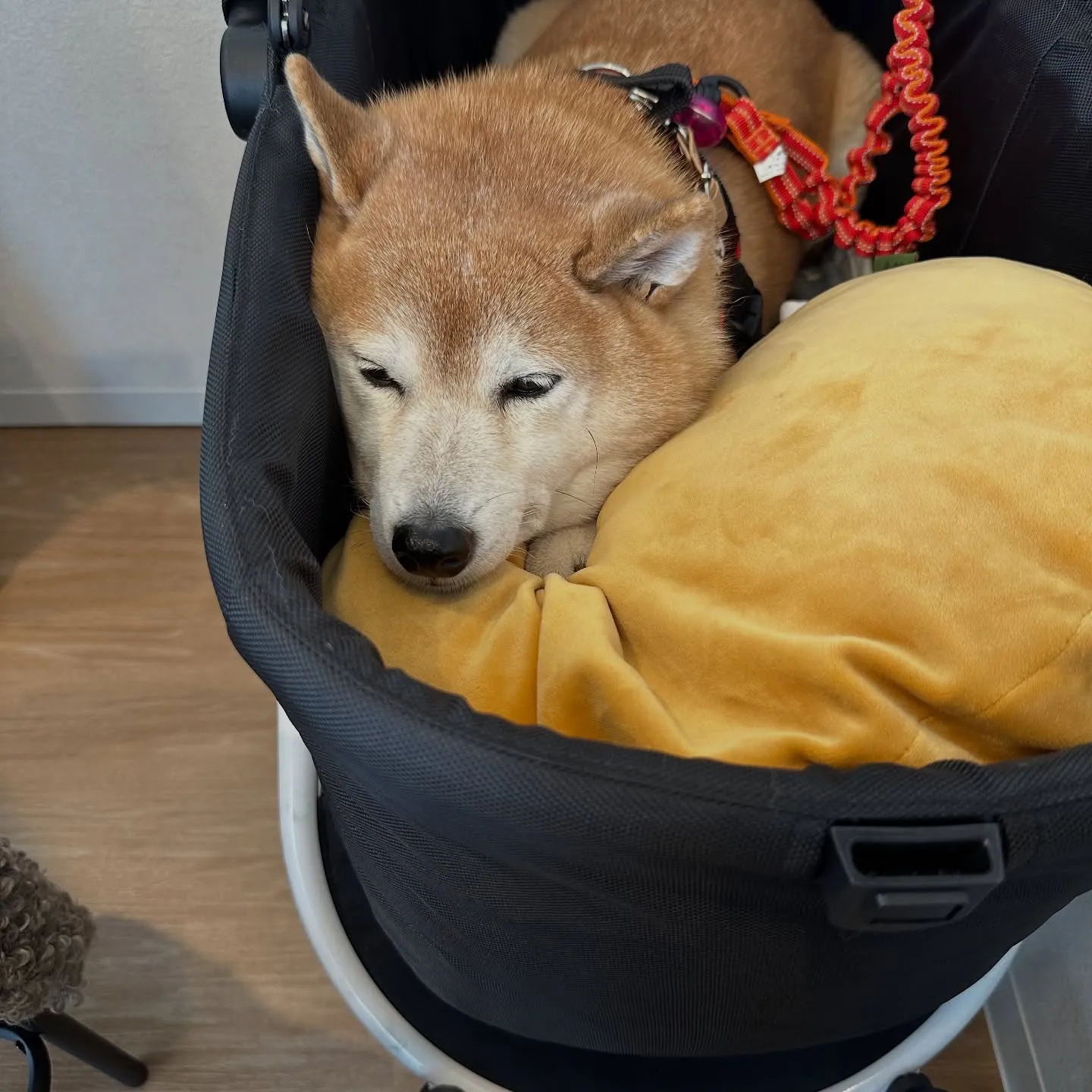 《ご来店わんこ》