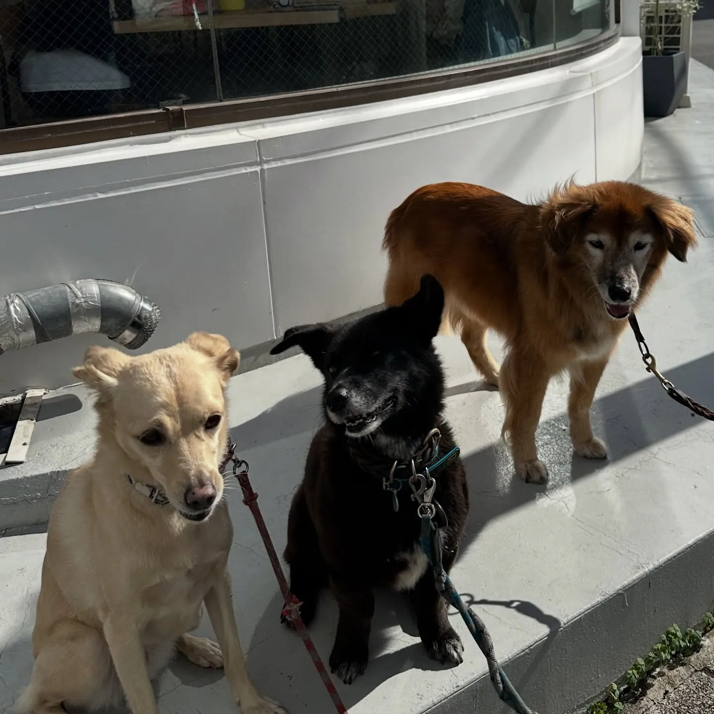 《ご来店わんこ》