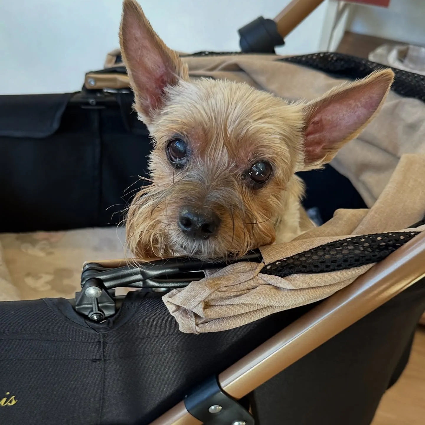 《ご来店わんこ》