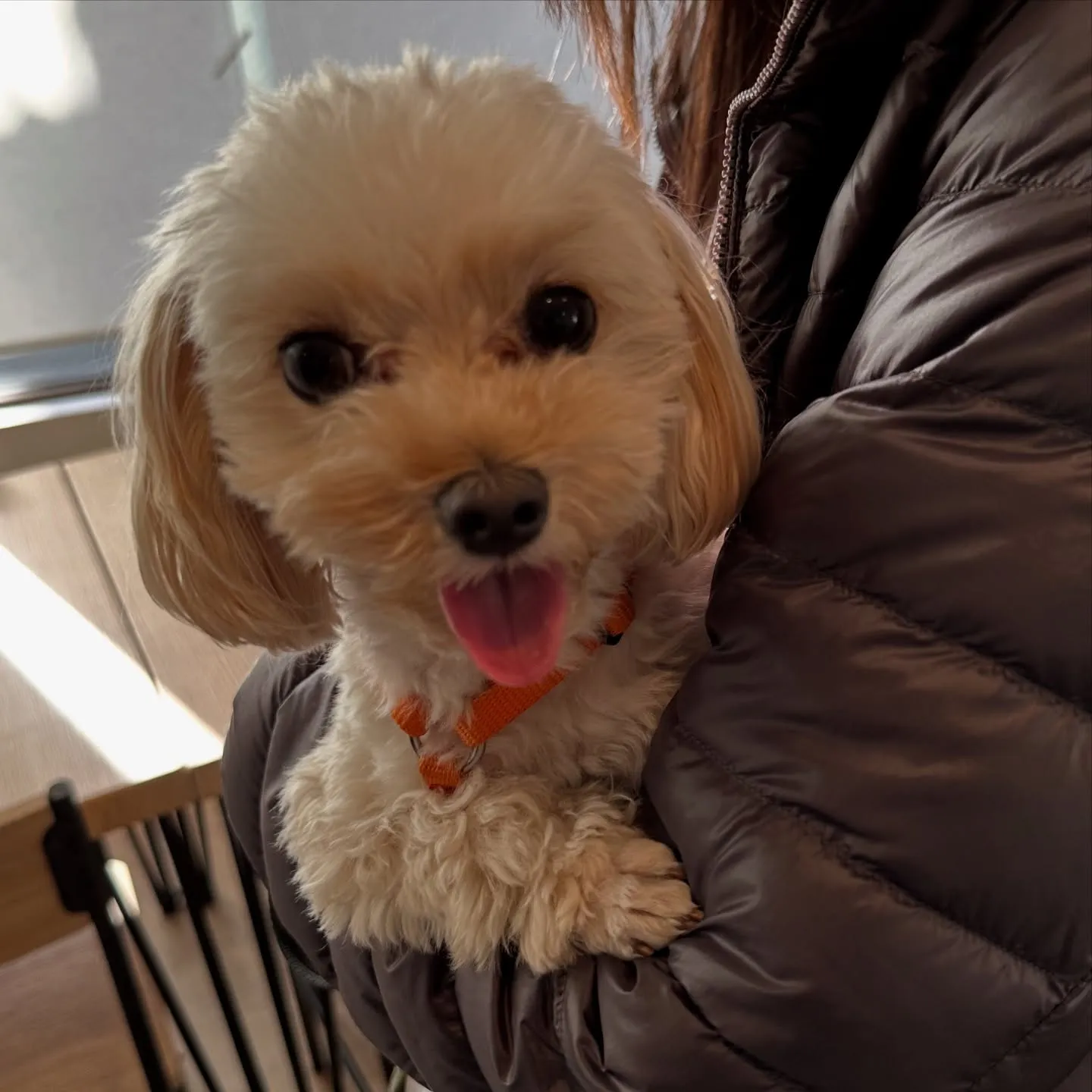 《ご来店わんこ》