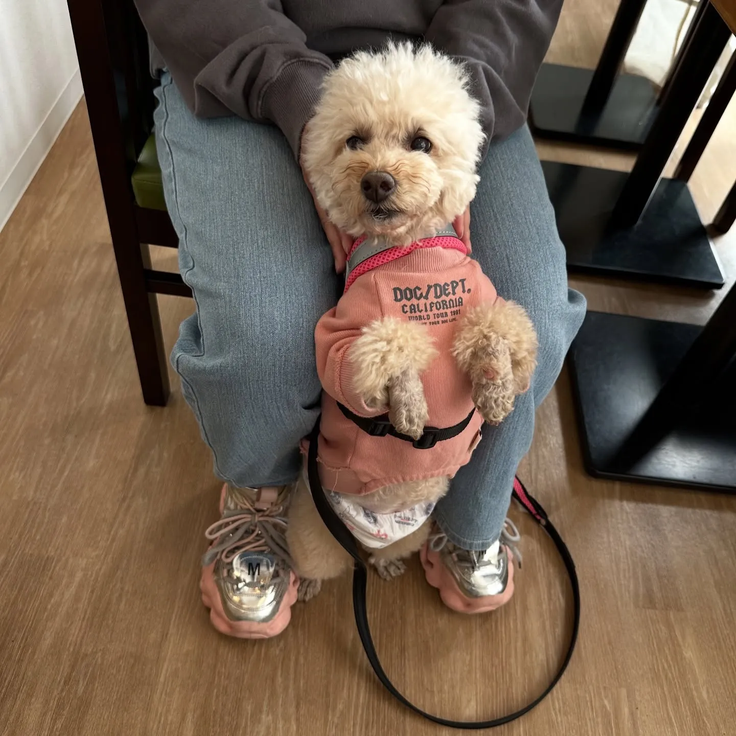 《ご来店わんこ》