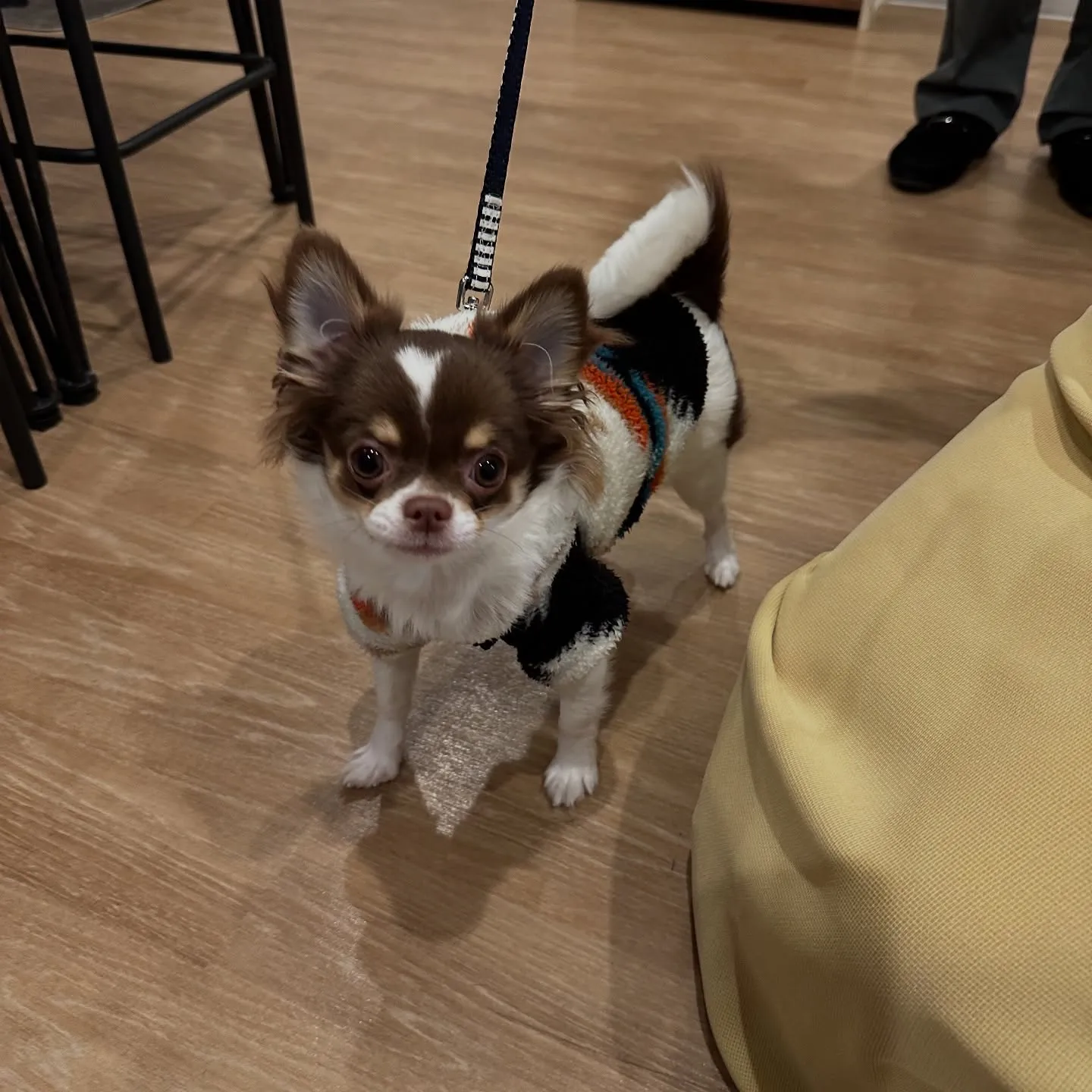 《ご来店わんこ》