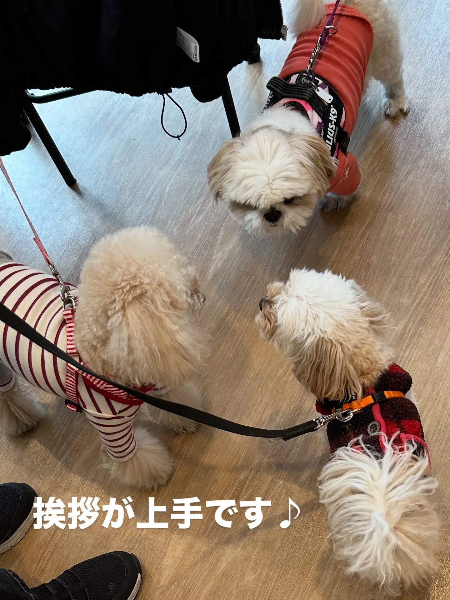 《ご来店わんこ》