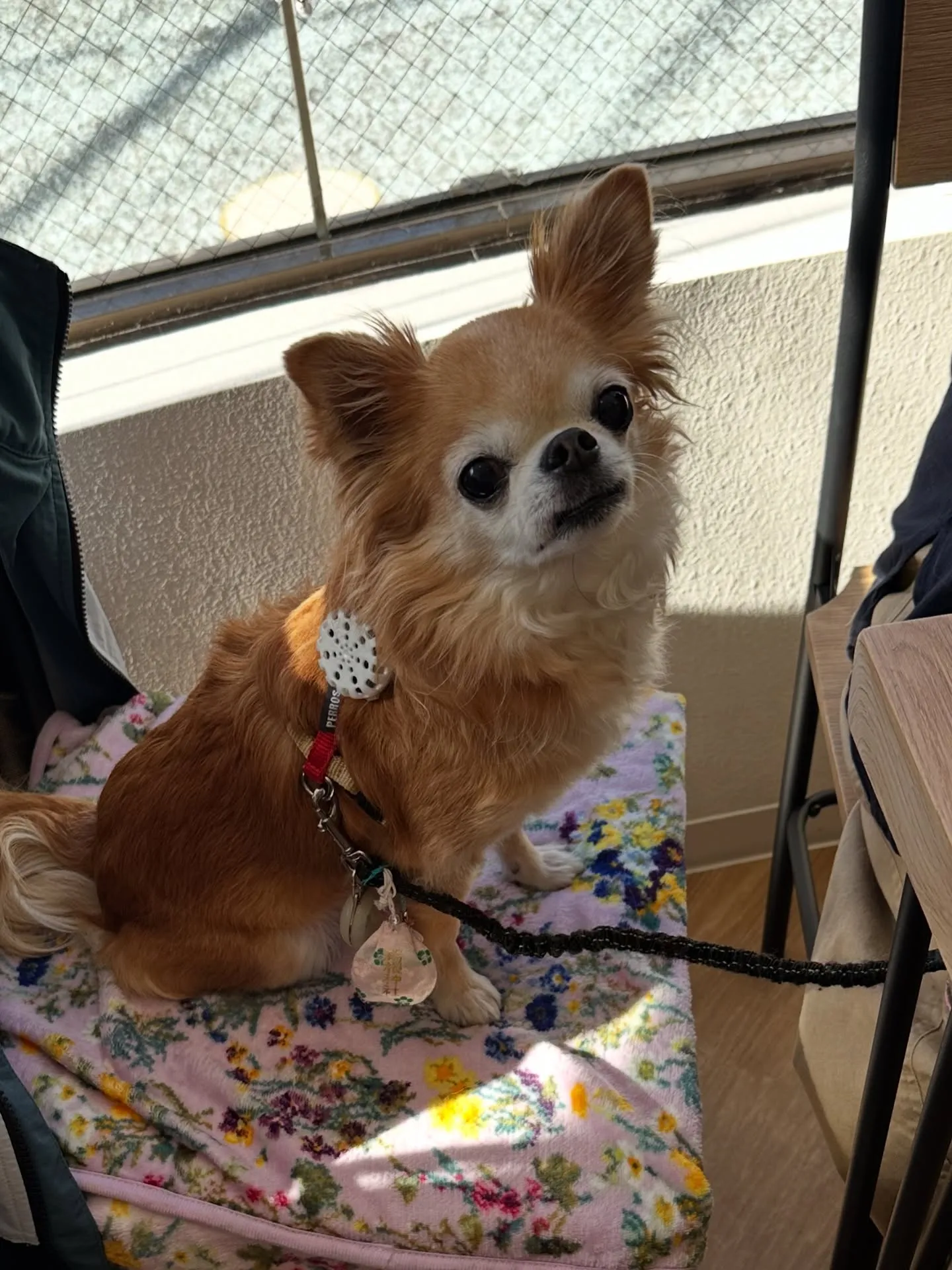 《ご来店わんこ》