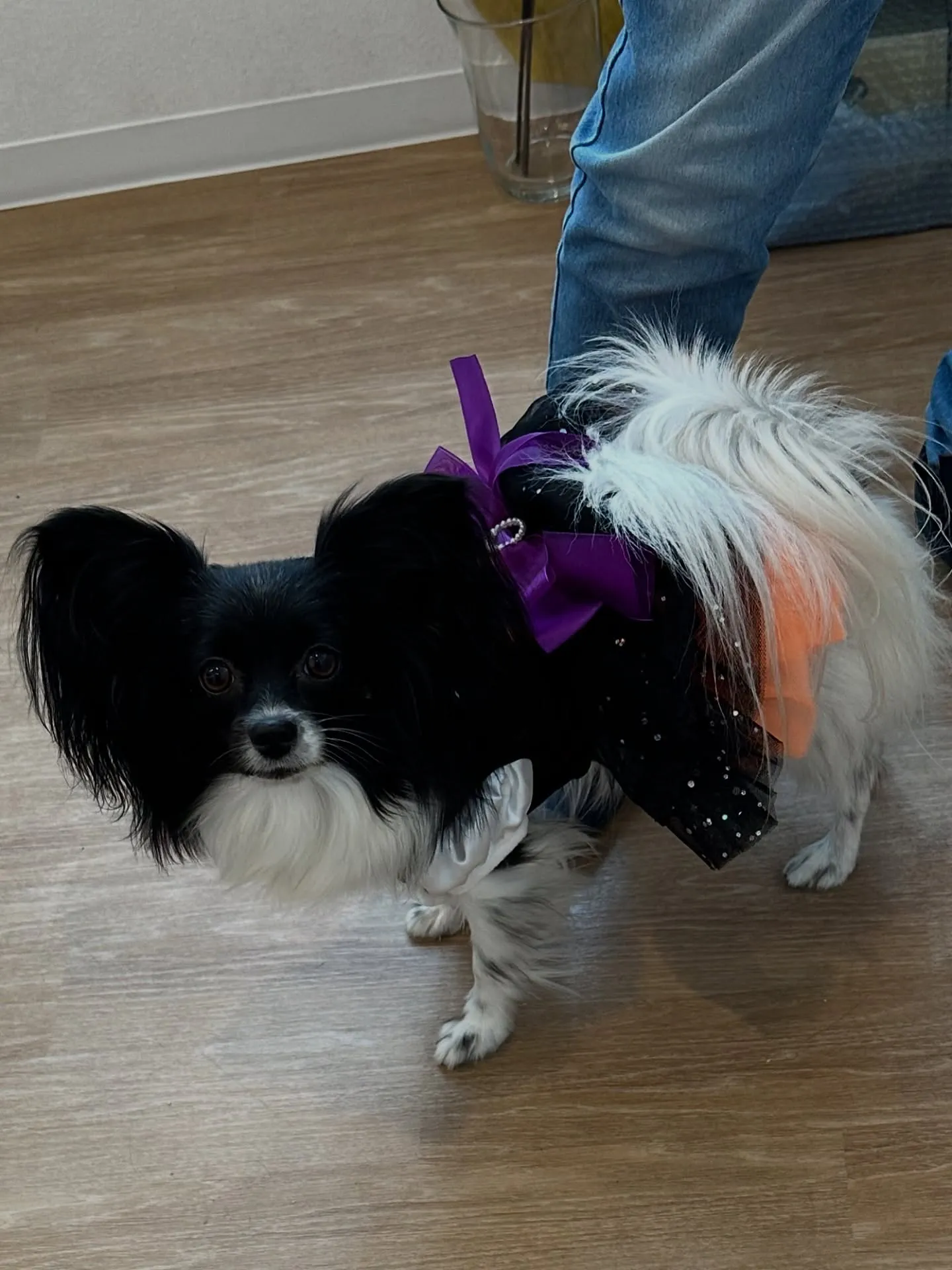 《ご来店わんこ》