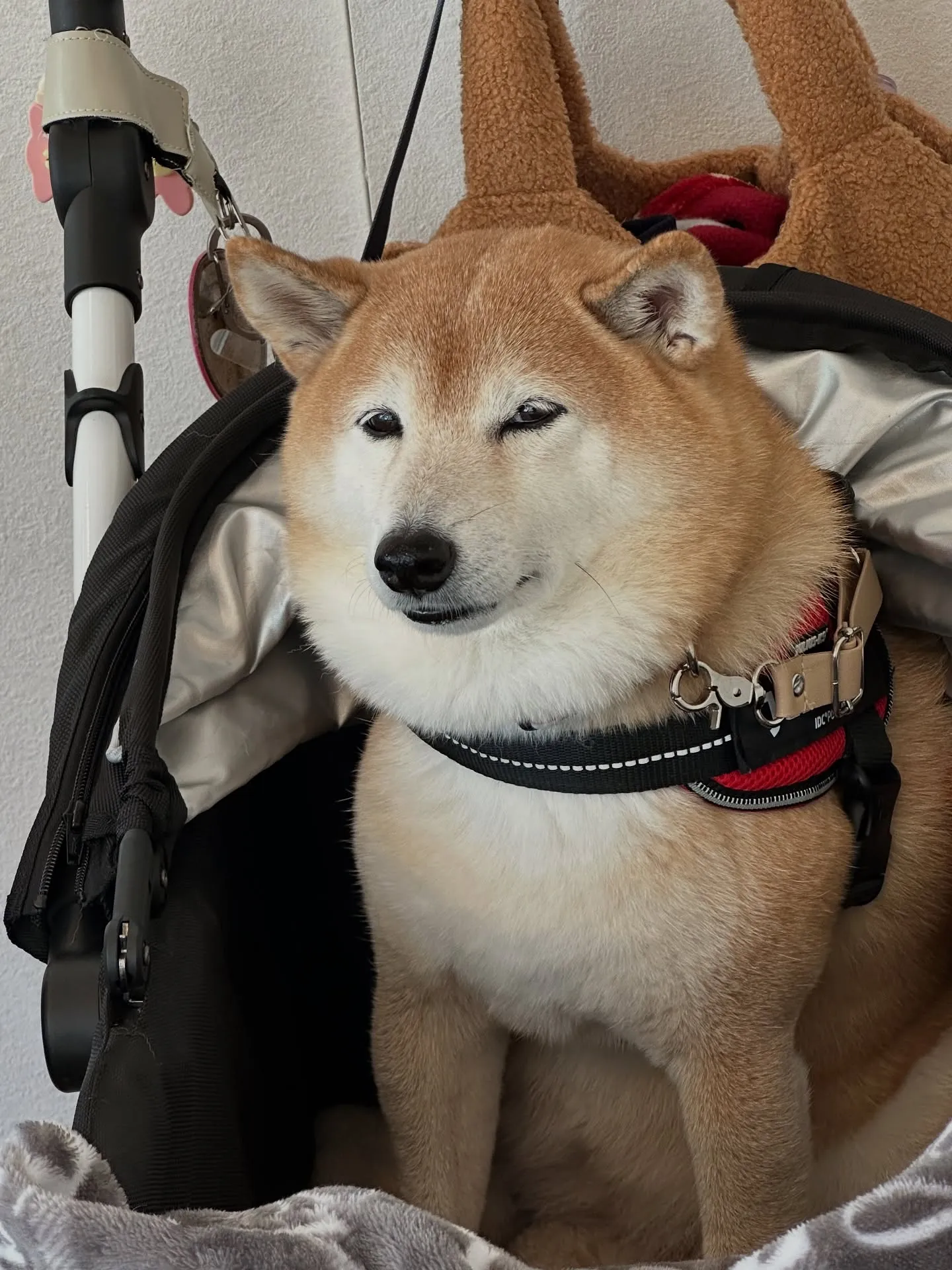 《ご来店わんこ》