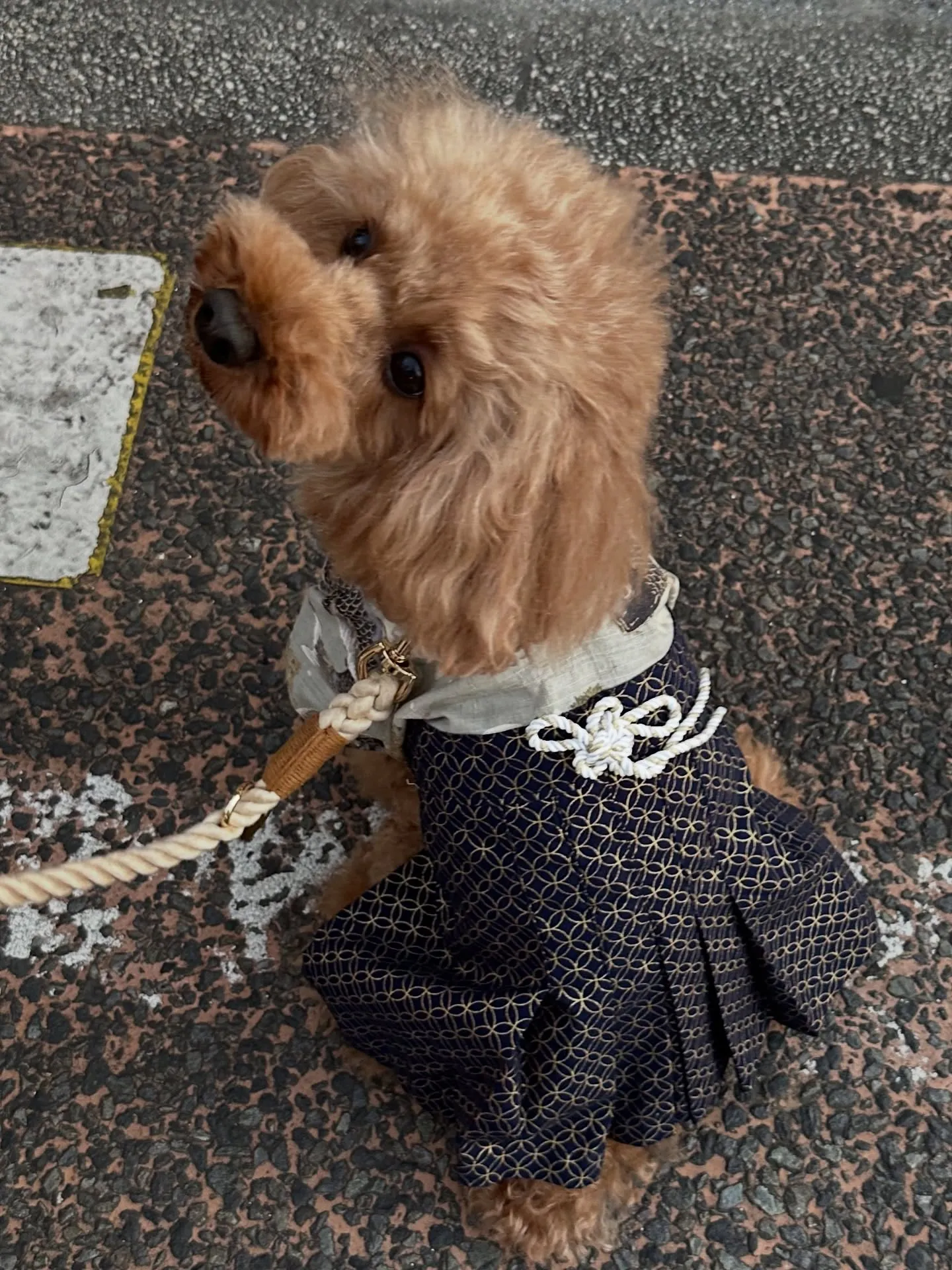 《ご来店わんこ》