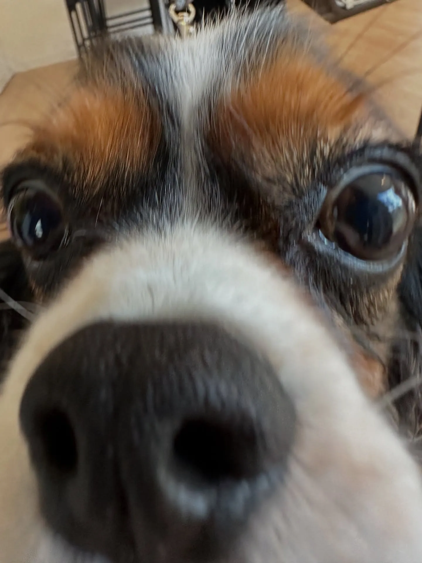 《ご来店わんこ》