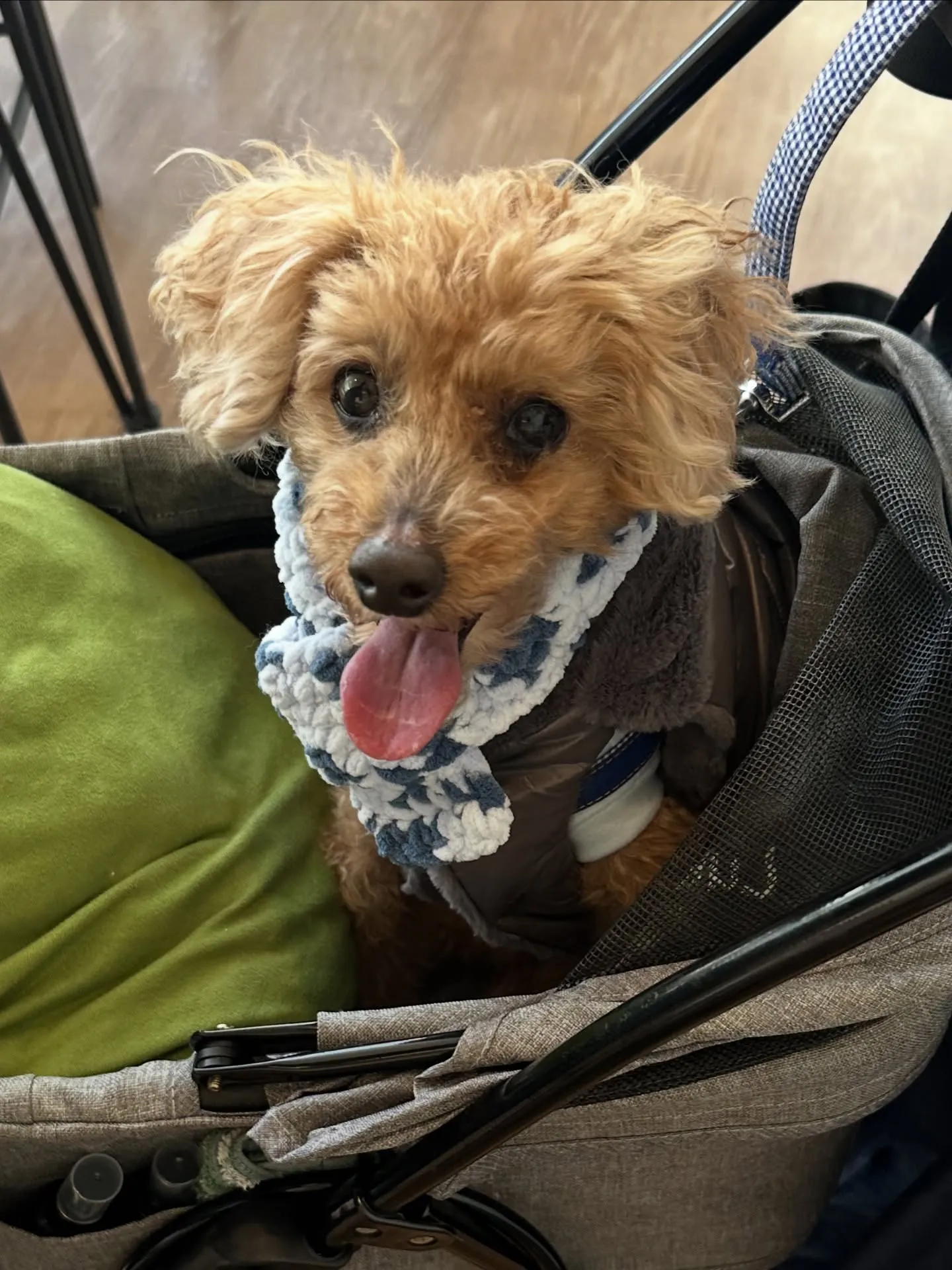 《ご来店わんこ》