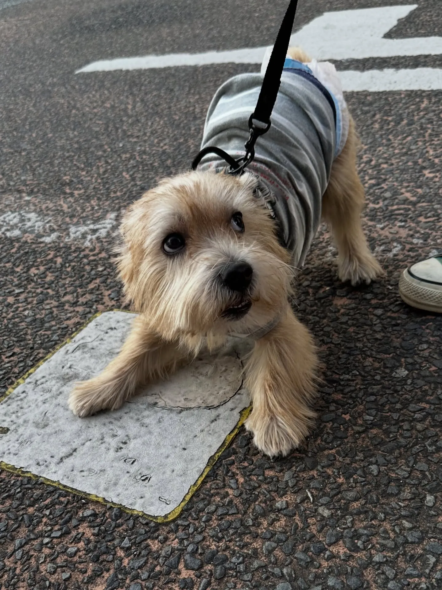 《ご来店わんこ》