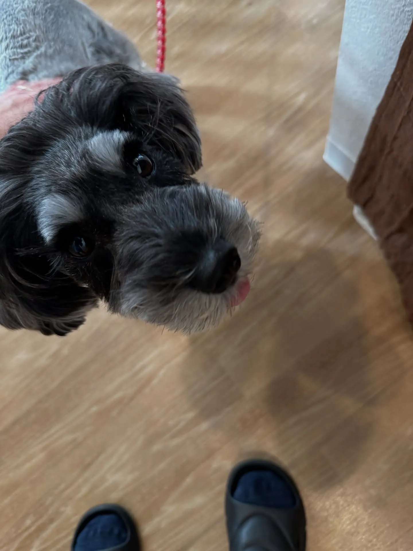 《ご来店わんこ》