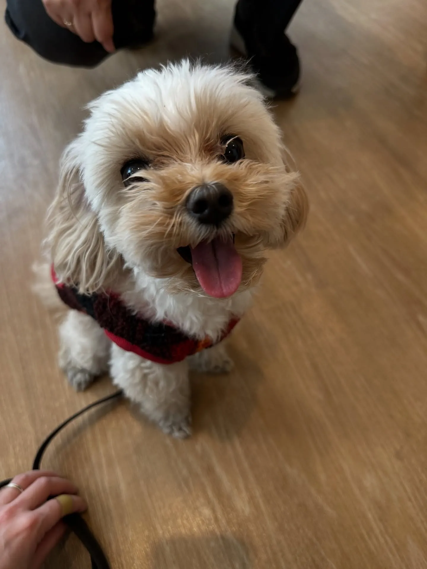 《ご来店わんこ》