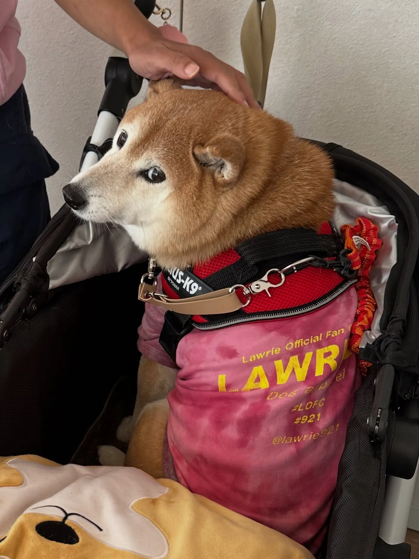 《ご来店わんこ》