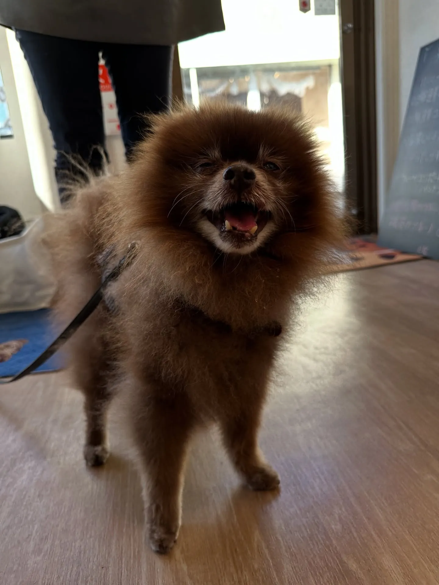 《ご来店わんこ》