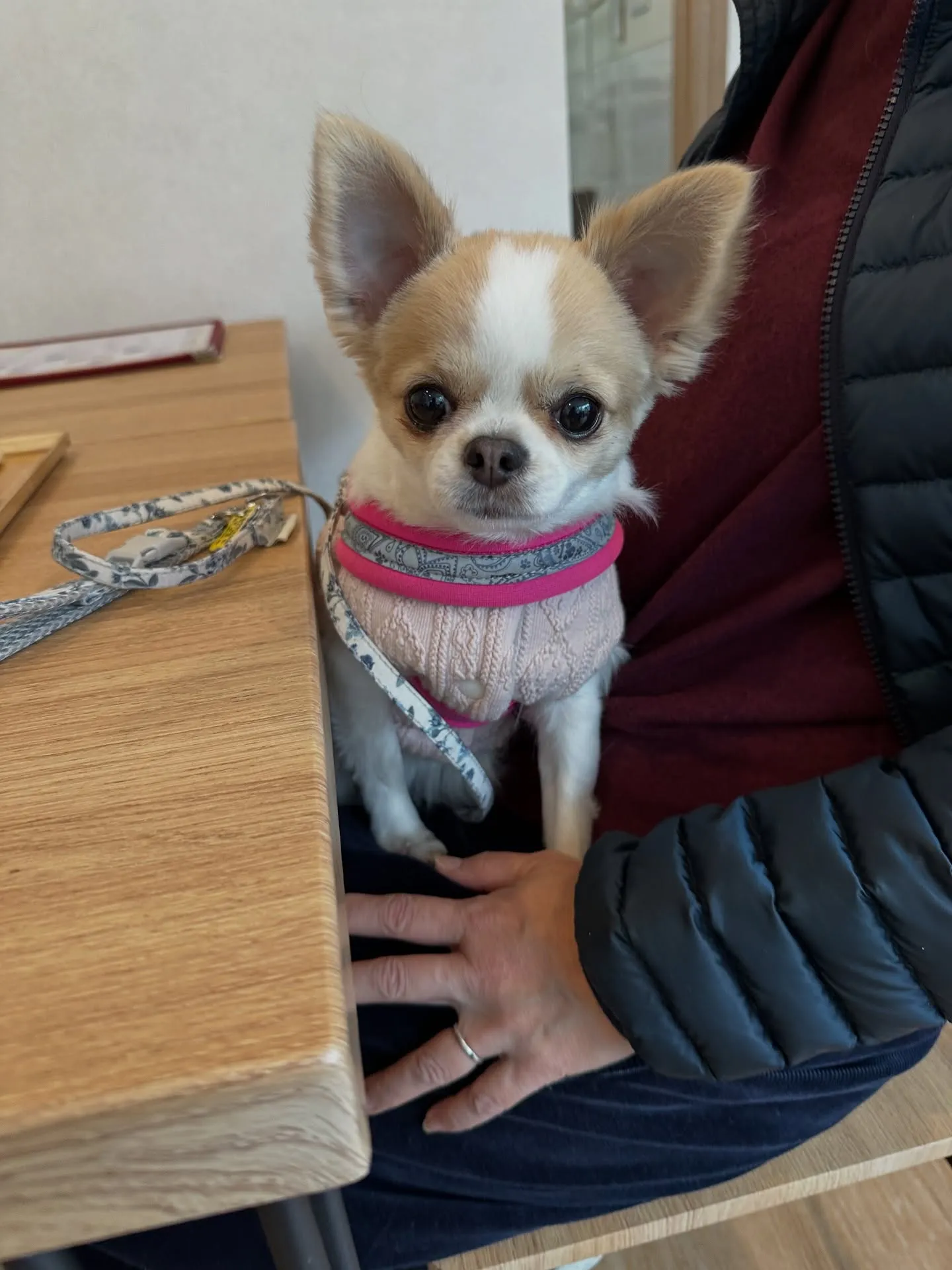 《ご来店わんこ》