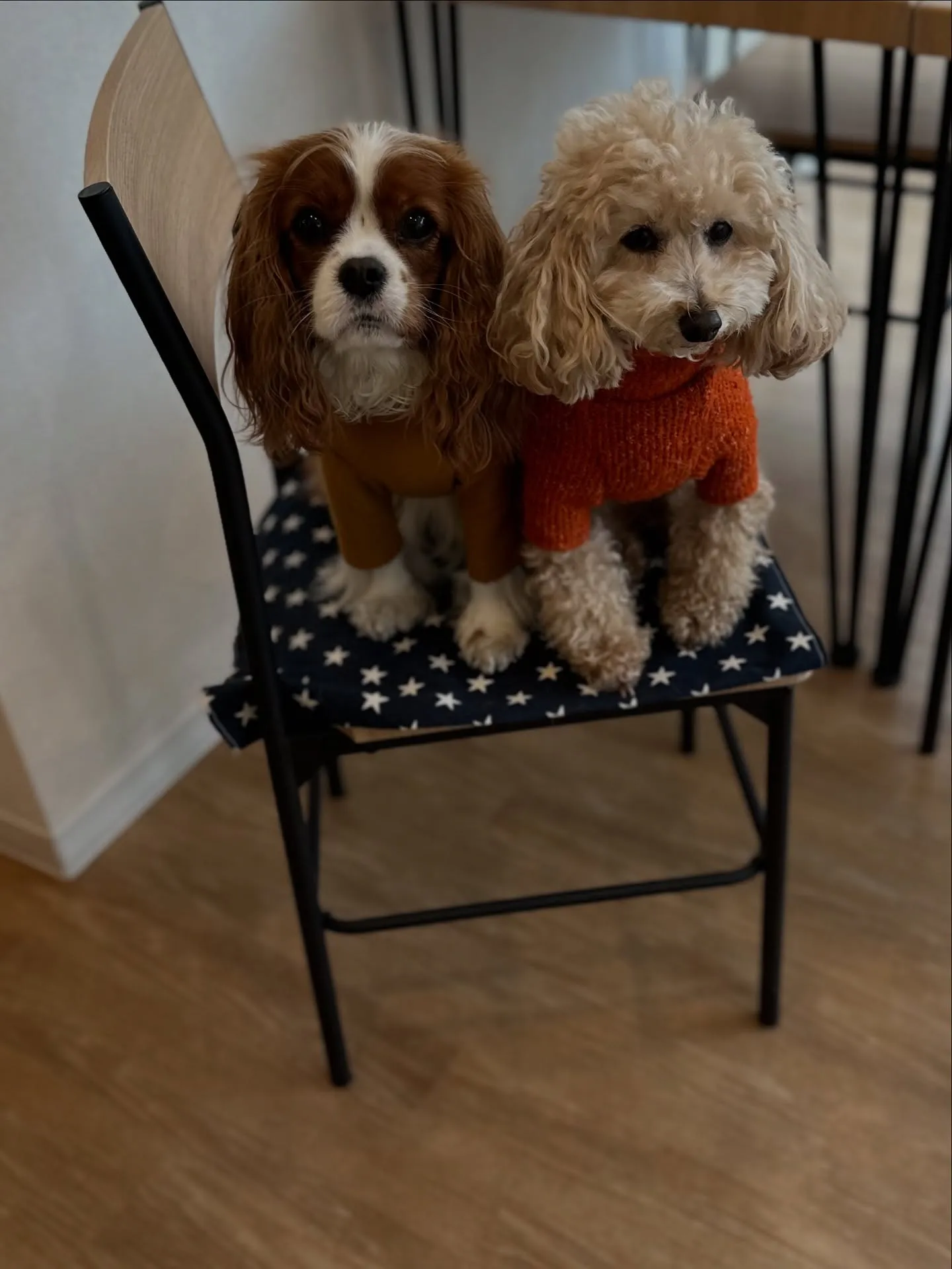 《ご来店わんこ》