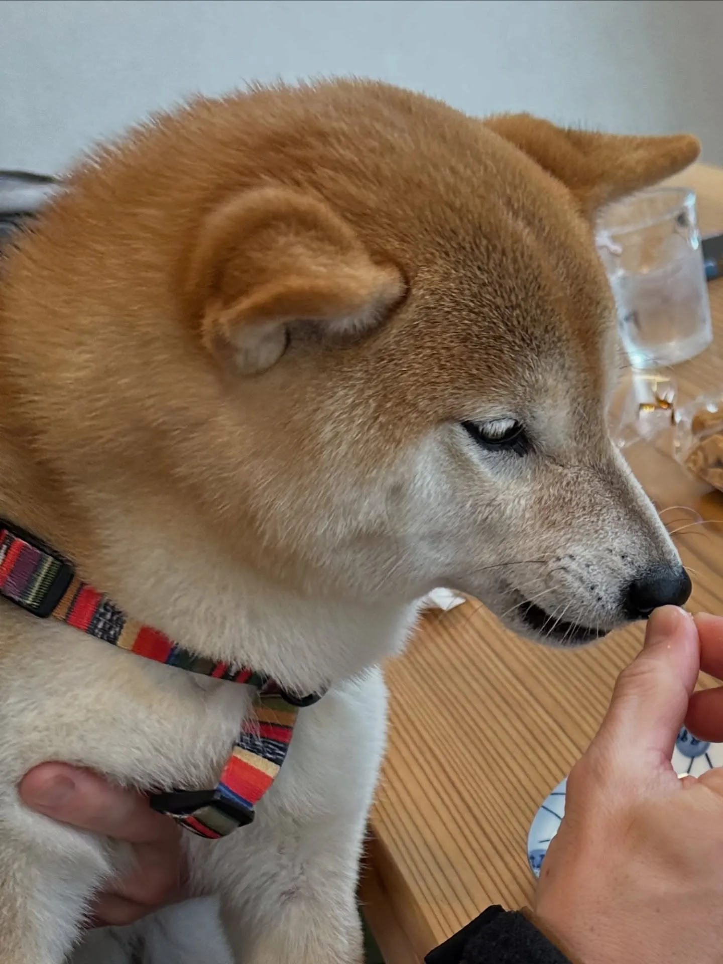 《ご来店わんこ》