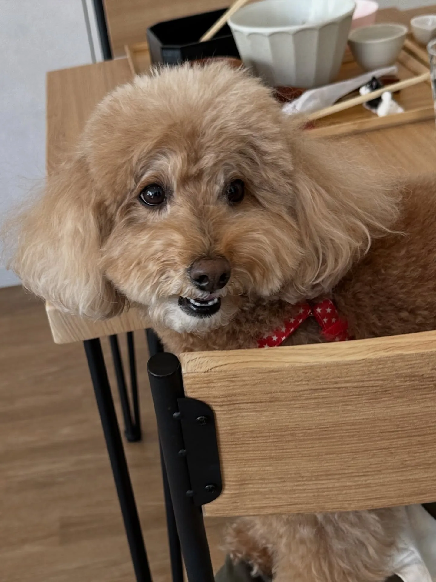 《ご来店わんこ》