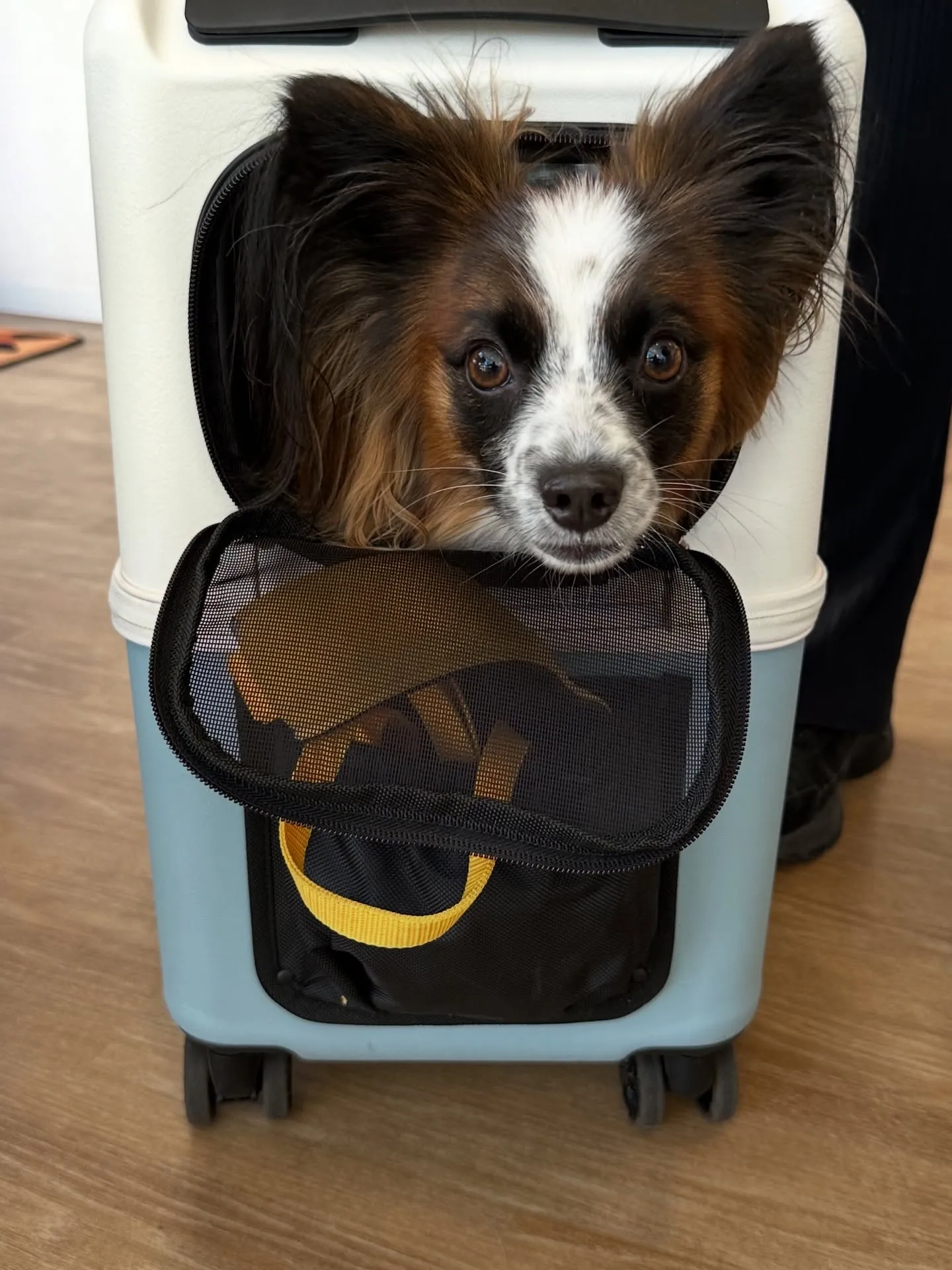 《ご来店わんこ》