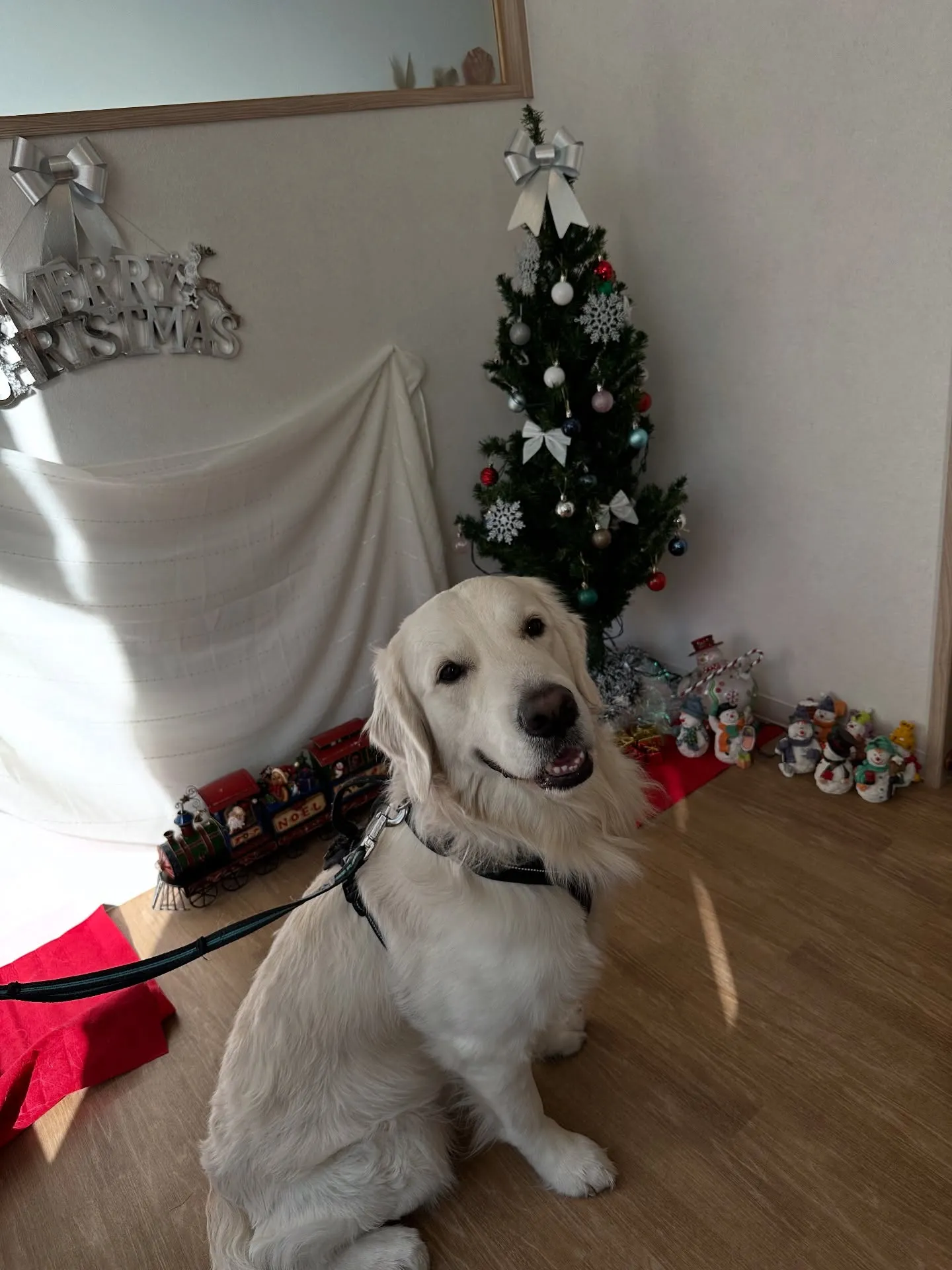 《ご来店わんこ》