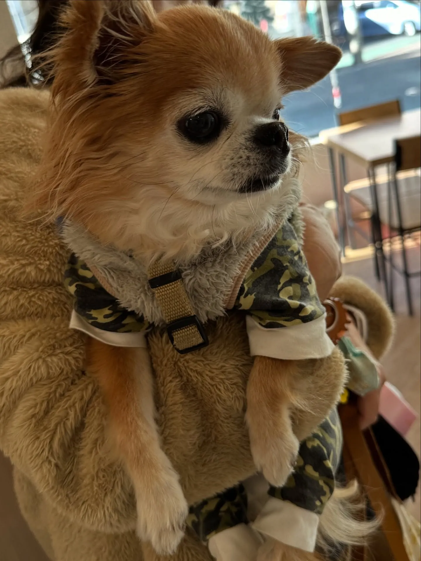 《ご来店わんこ》