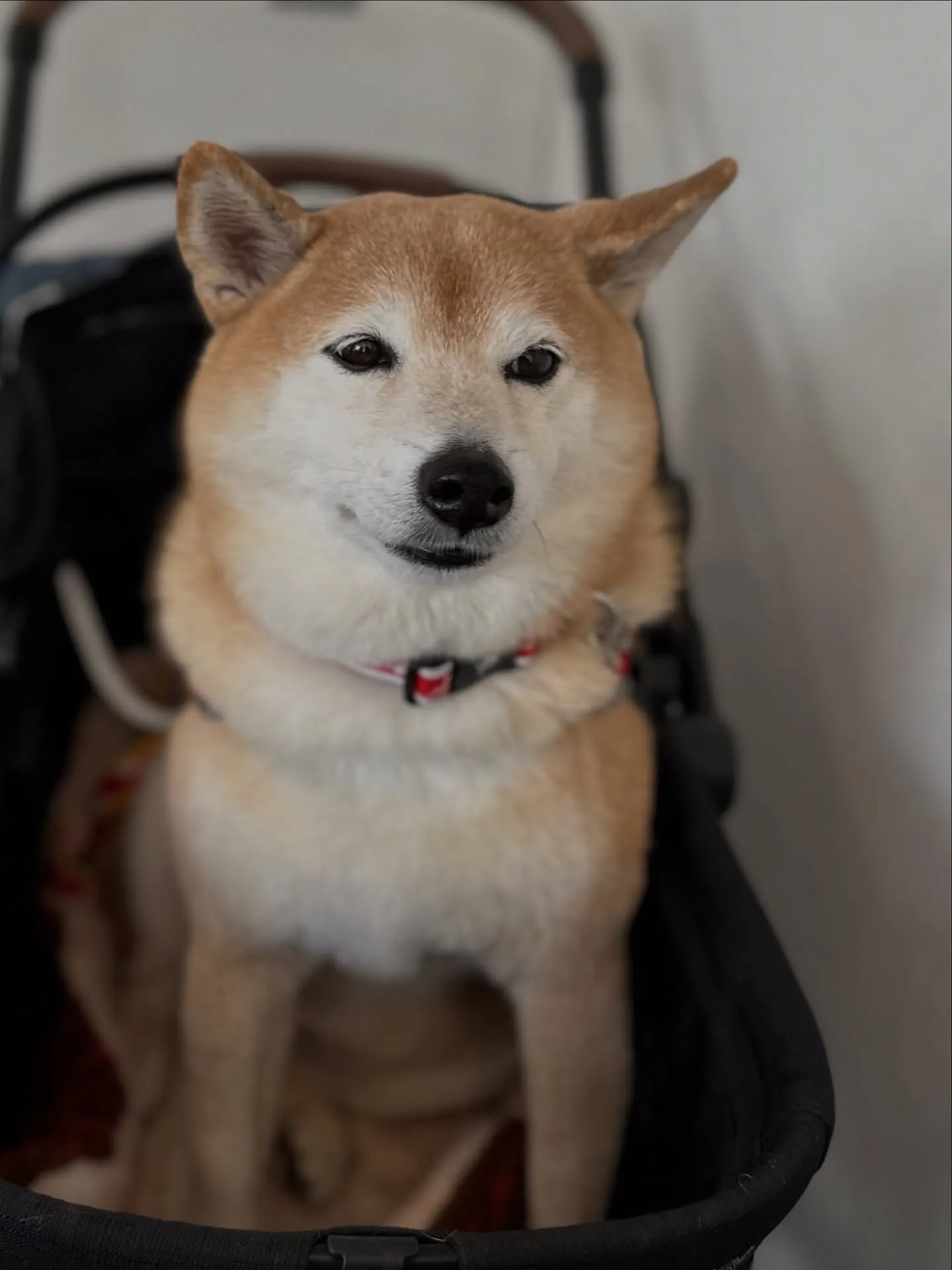 《ご来店わんこ》