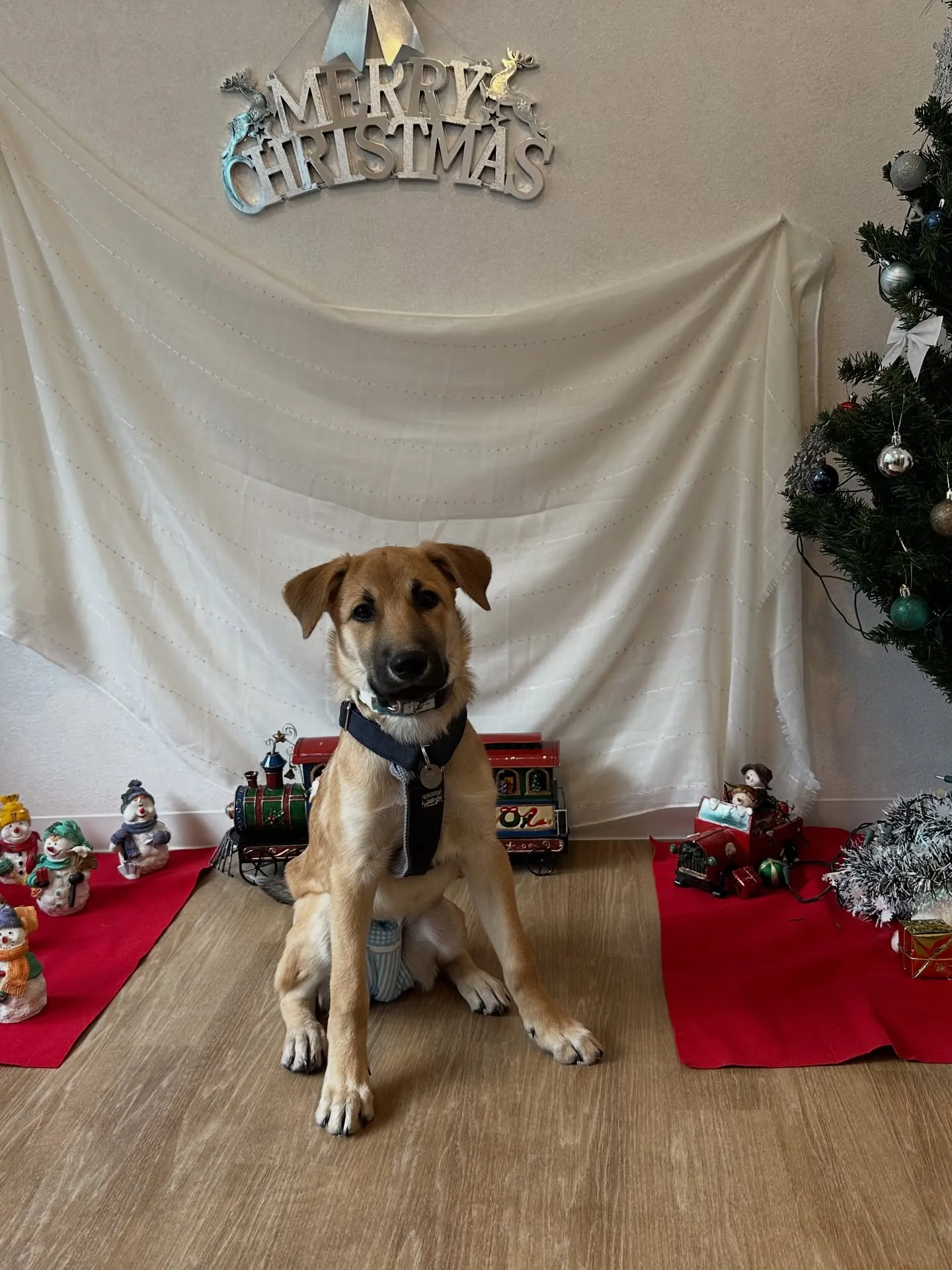 《ご来店わんこ》