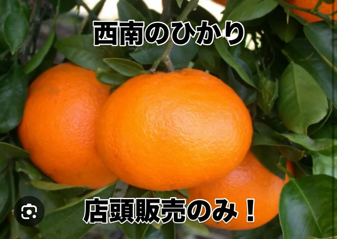 柑橘ラッシュ！！