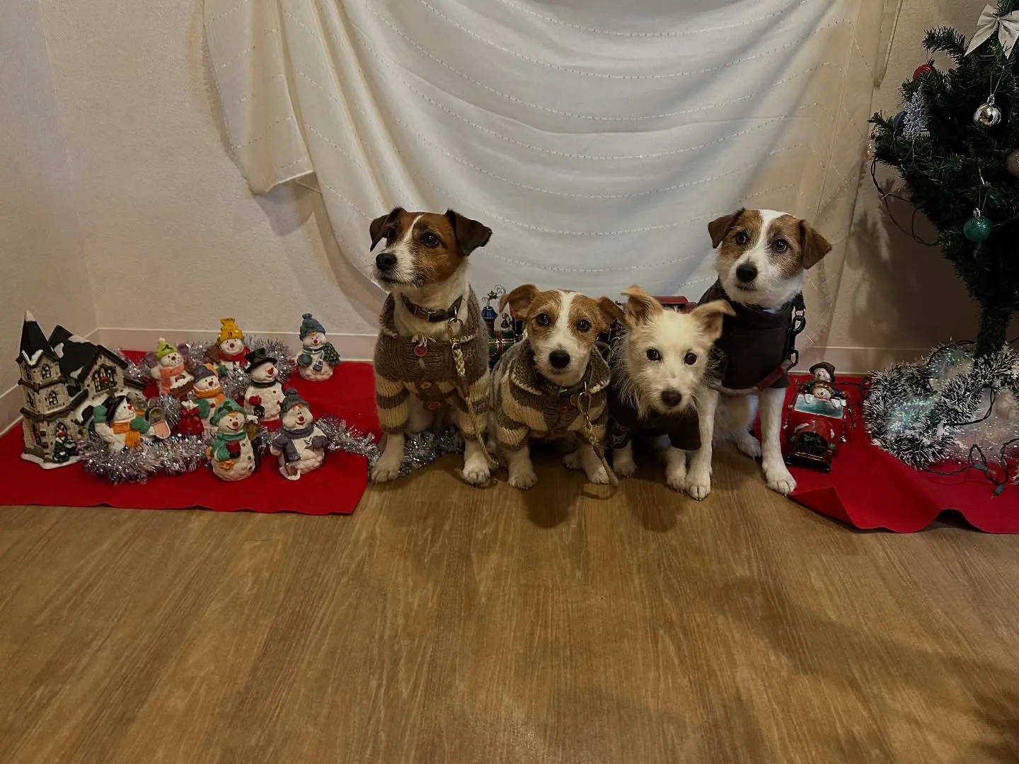 《ご来店わんこ》