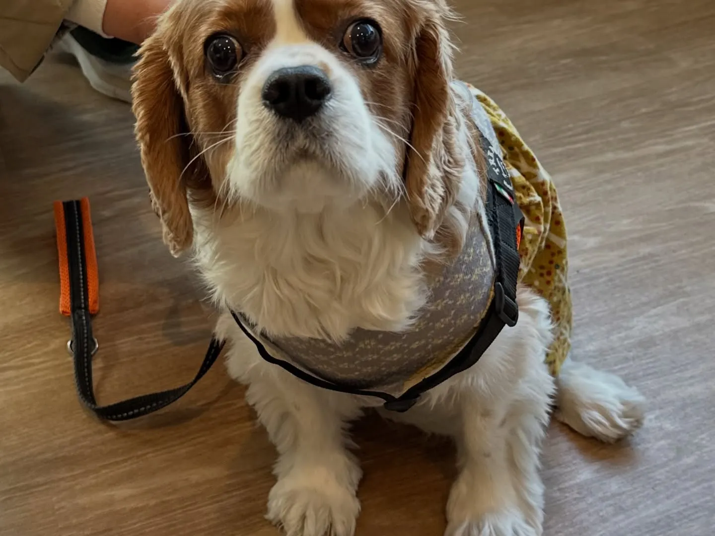 《ご来店わんこ》