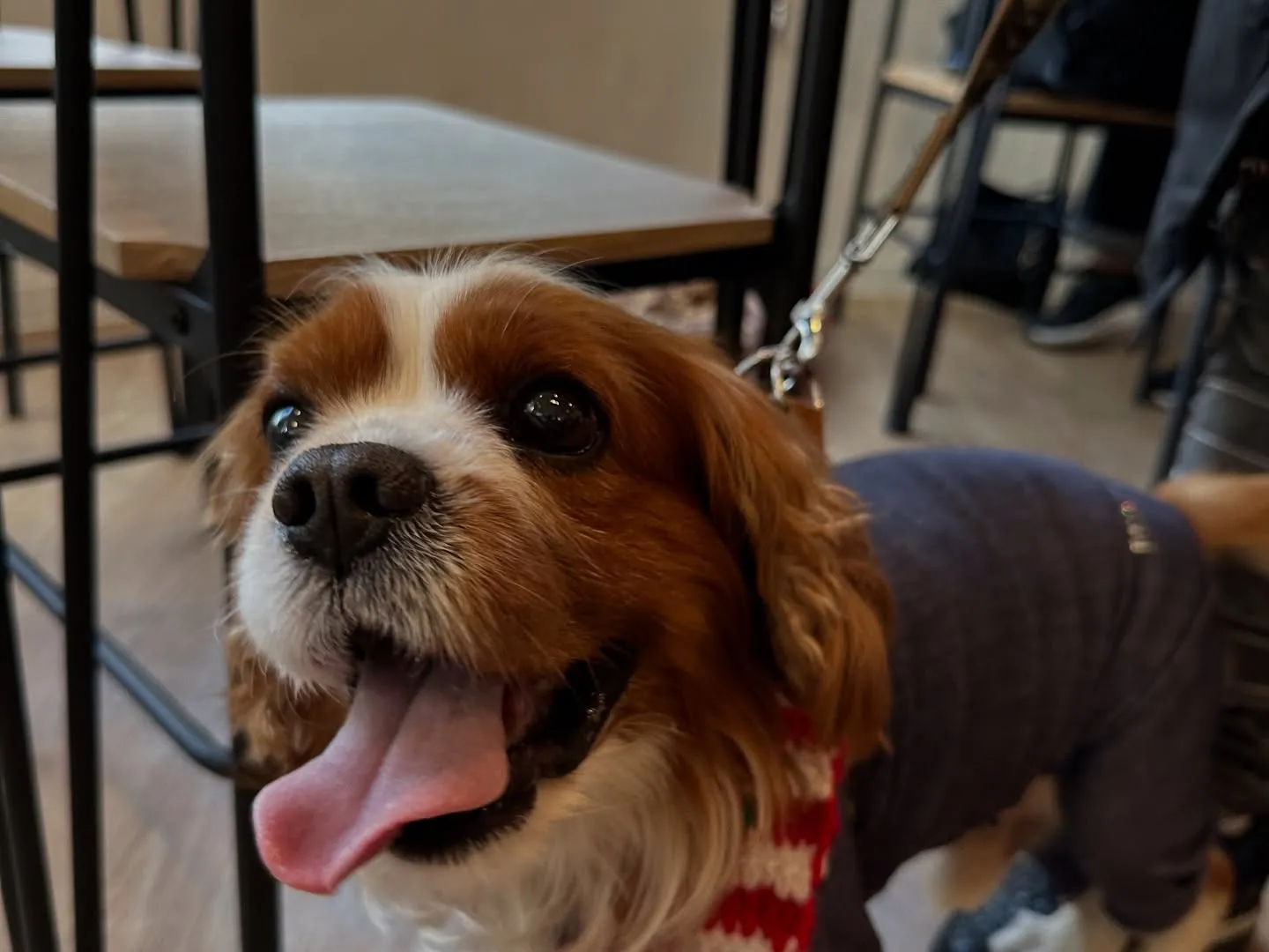 《ご来店わんこ》