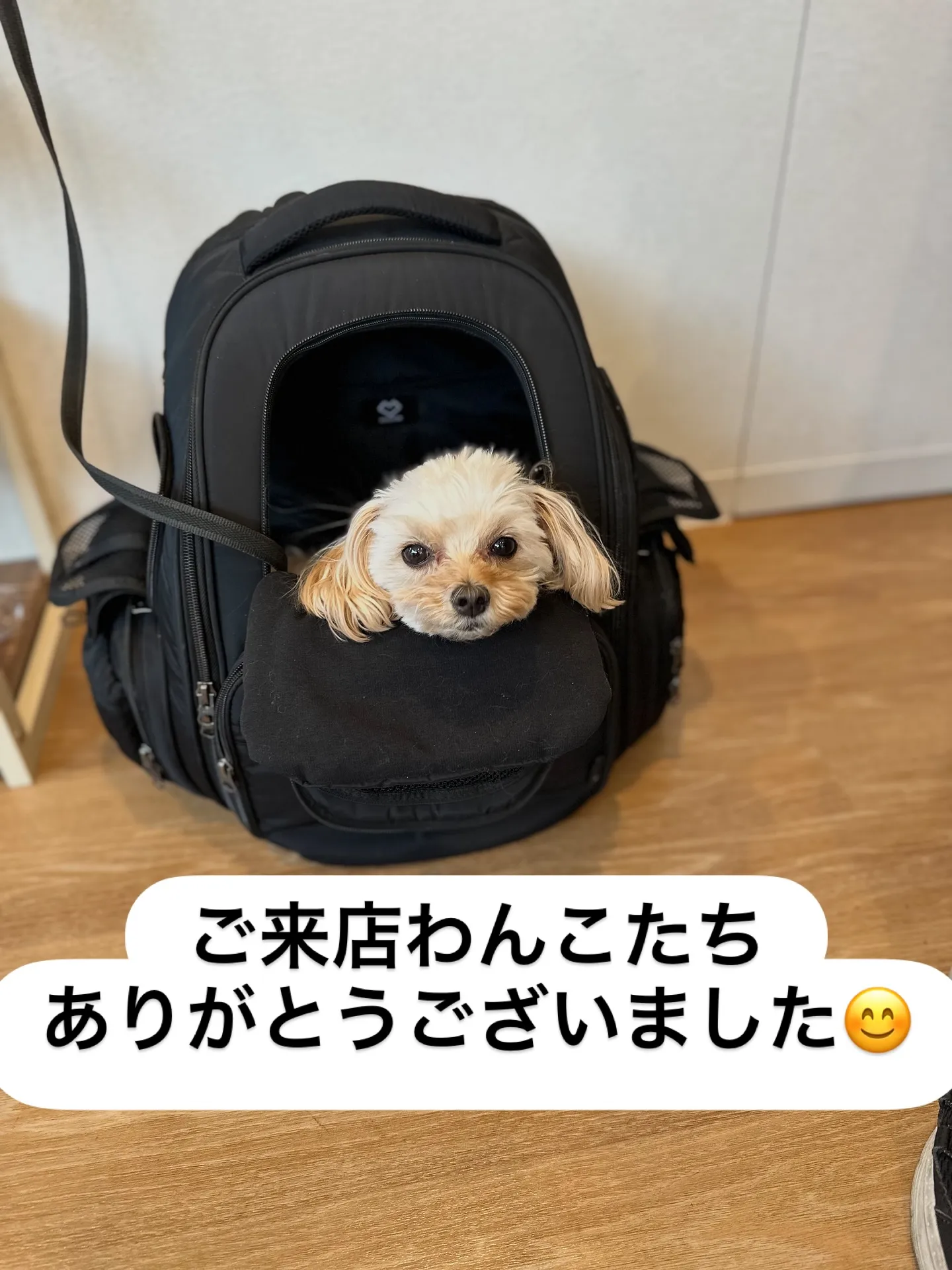 《ご来店わんこ》