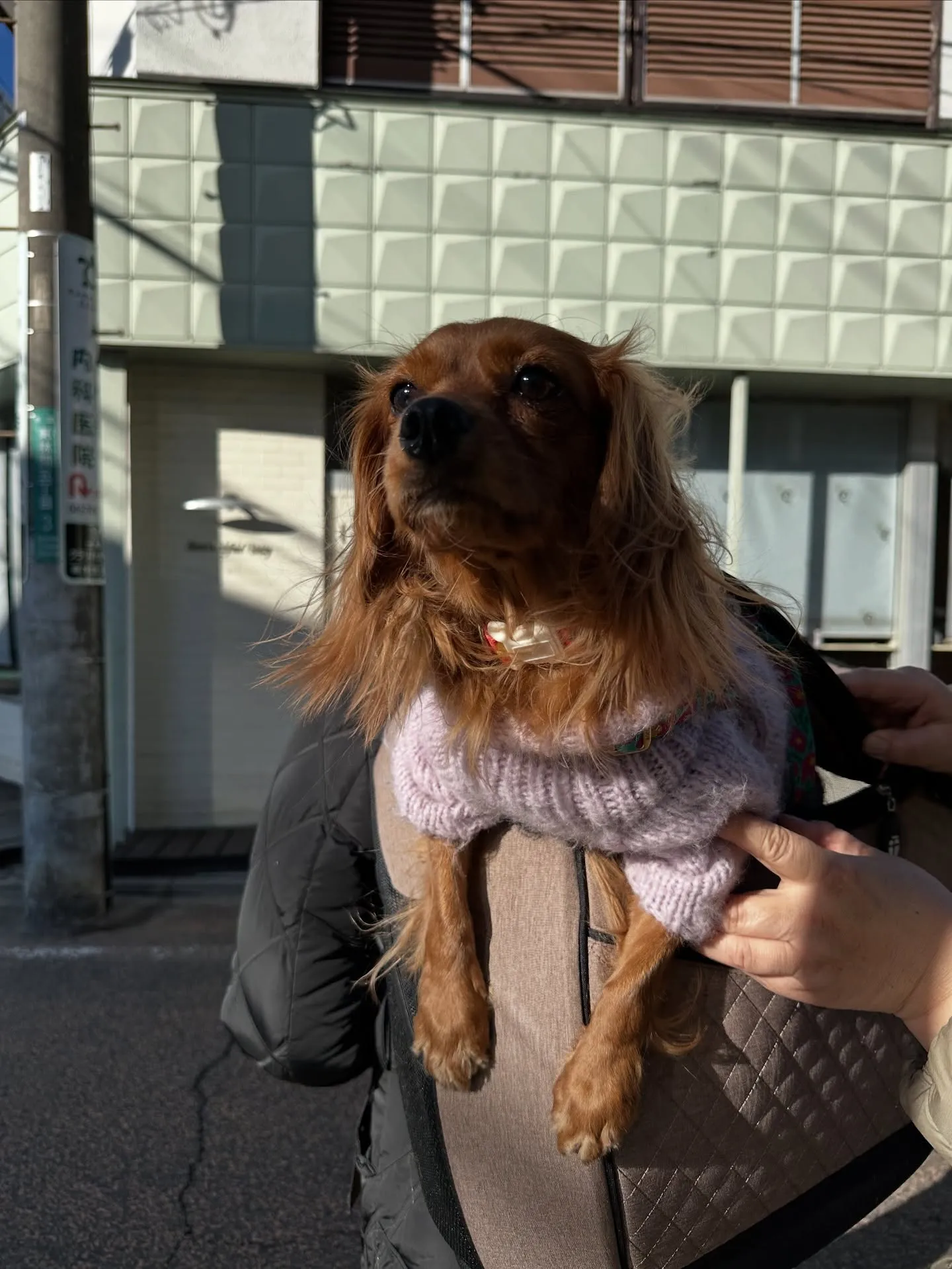 《ご来店わんこ》