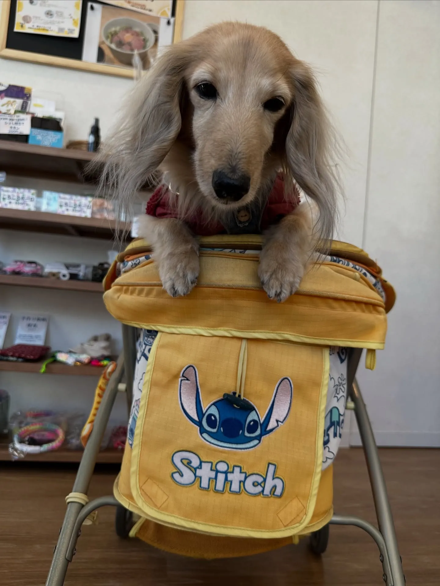 《ご来店わんこ》