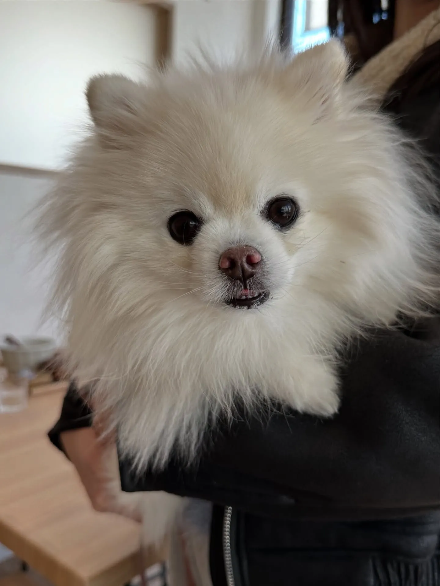 《ご来店わんこ》