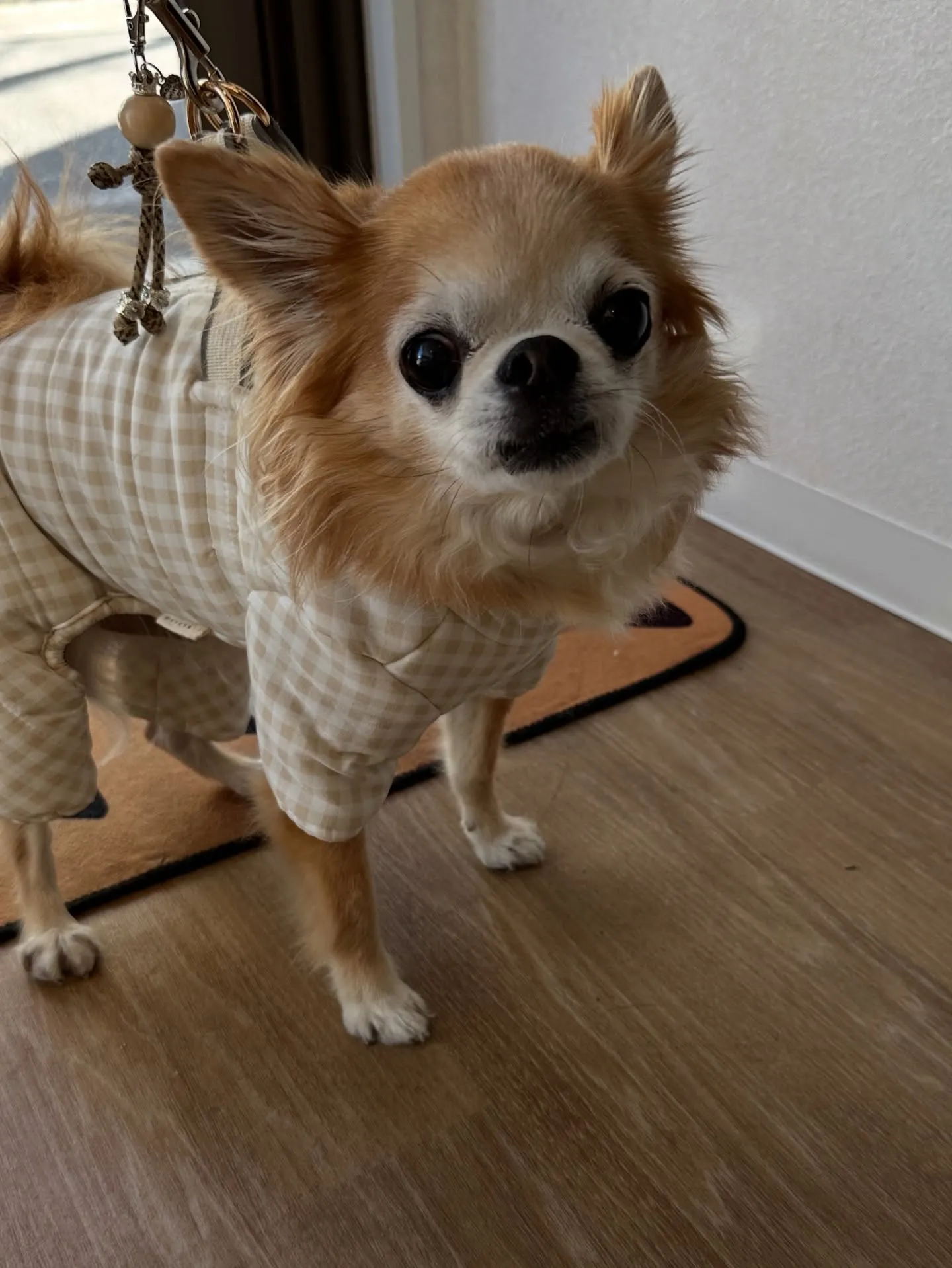 《ご来店わんこ》