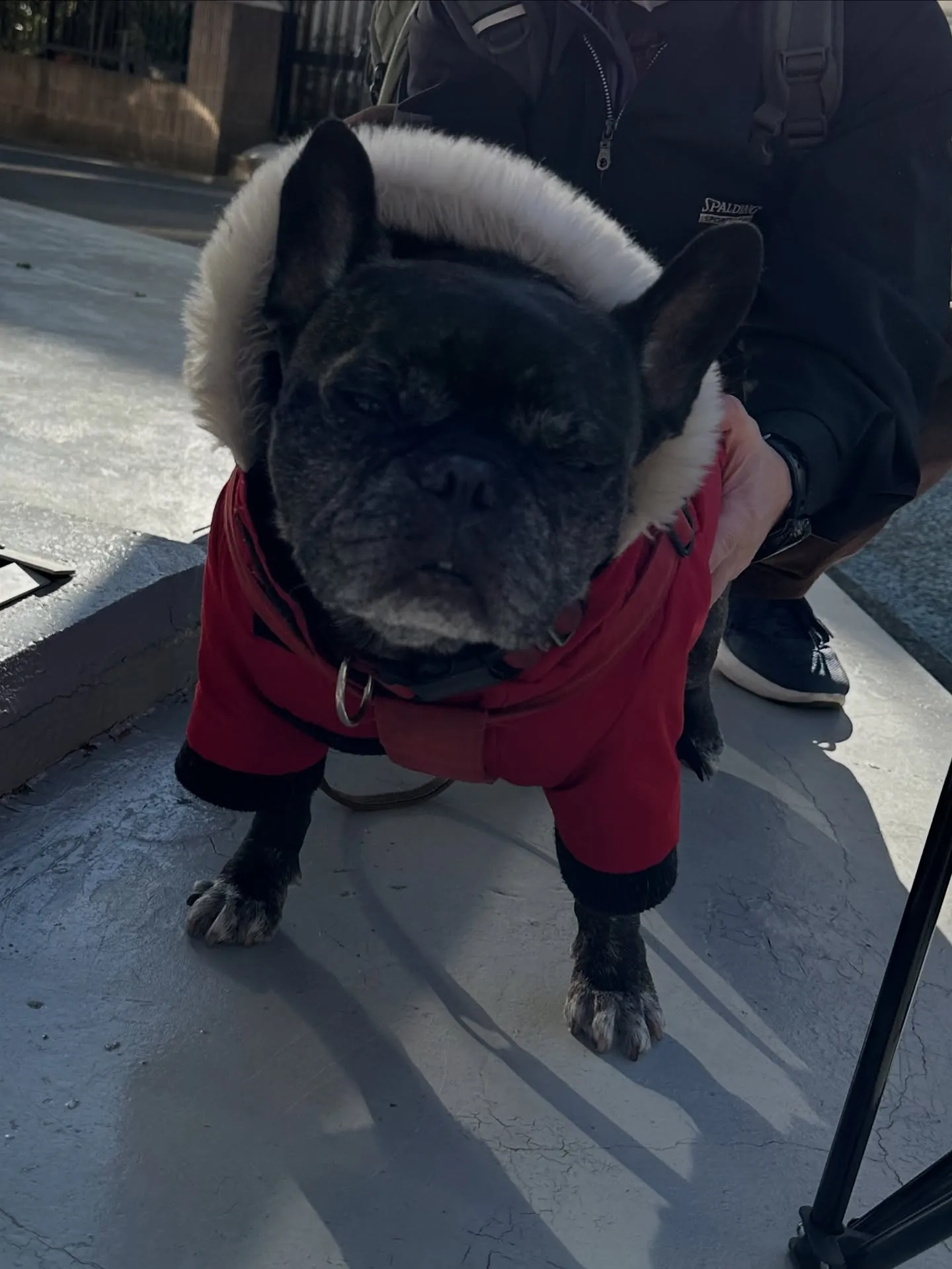 《ご来店わんこ》