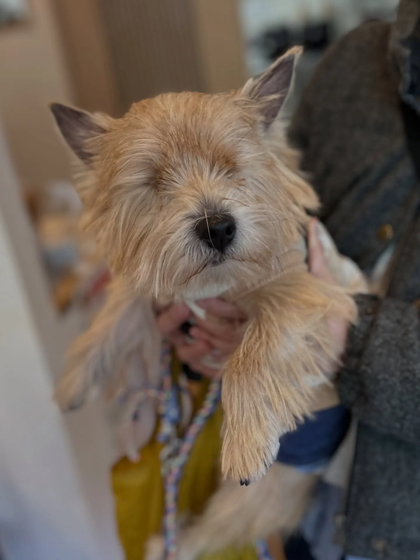 《ご来店わんこ》