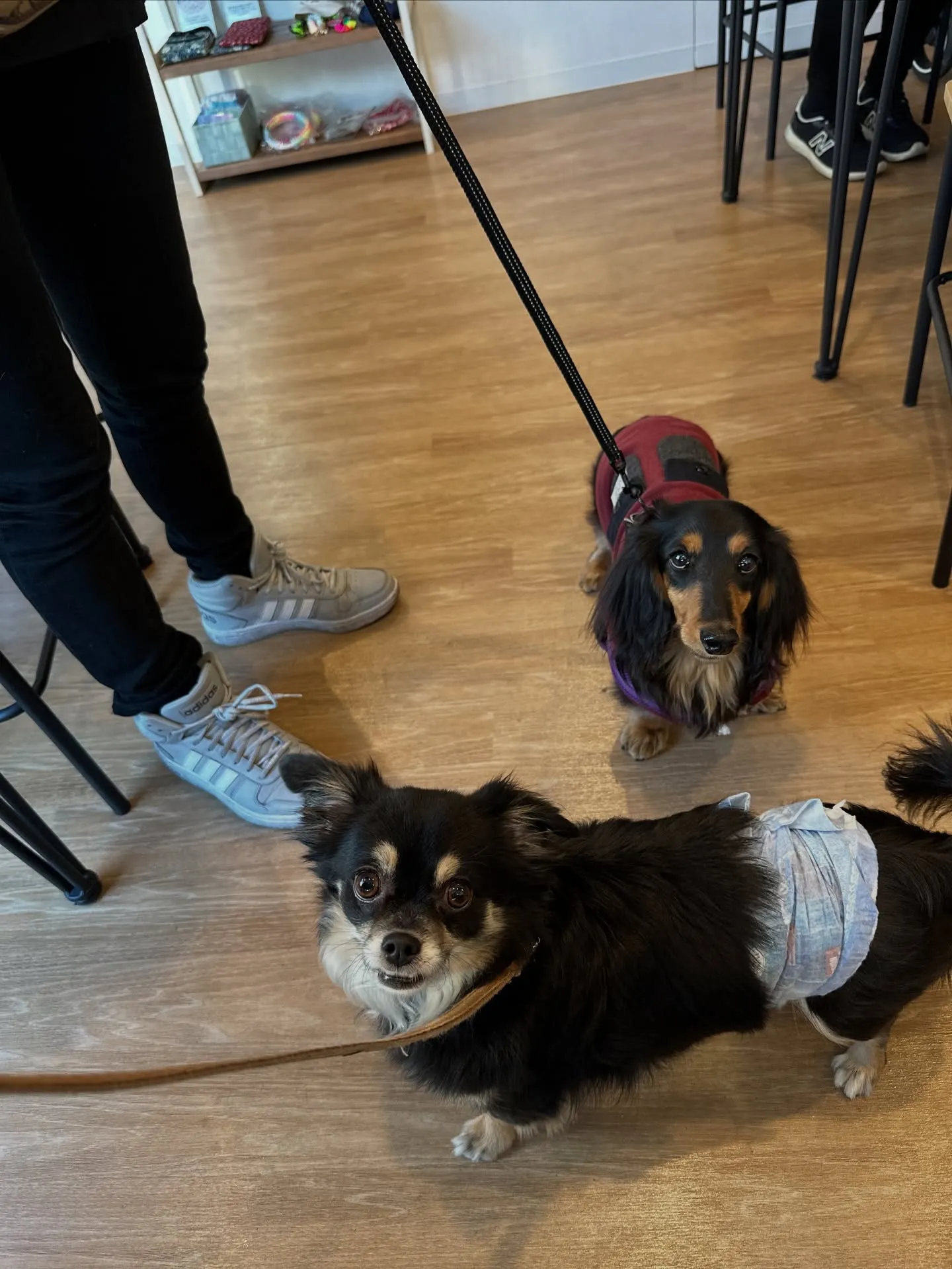 《ご来店わんこ》