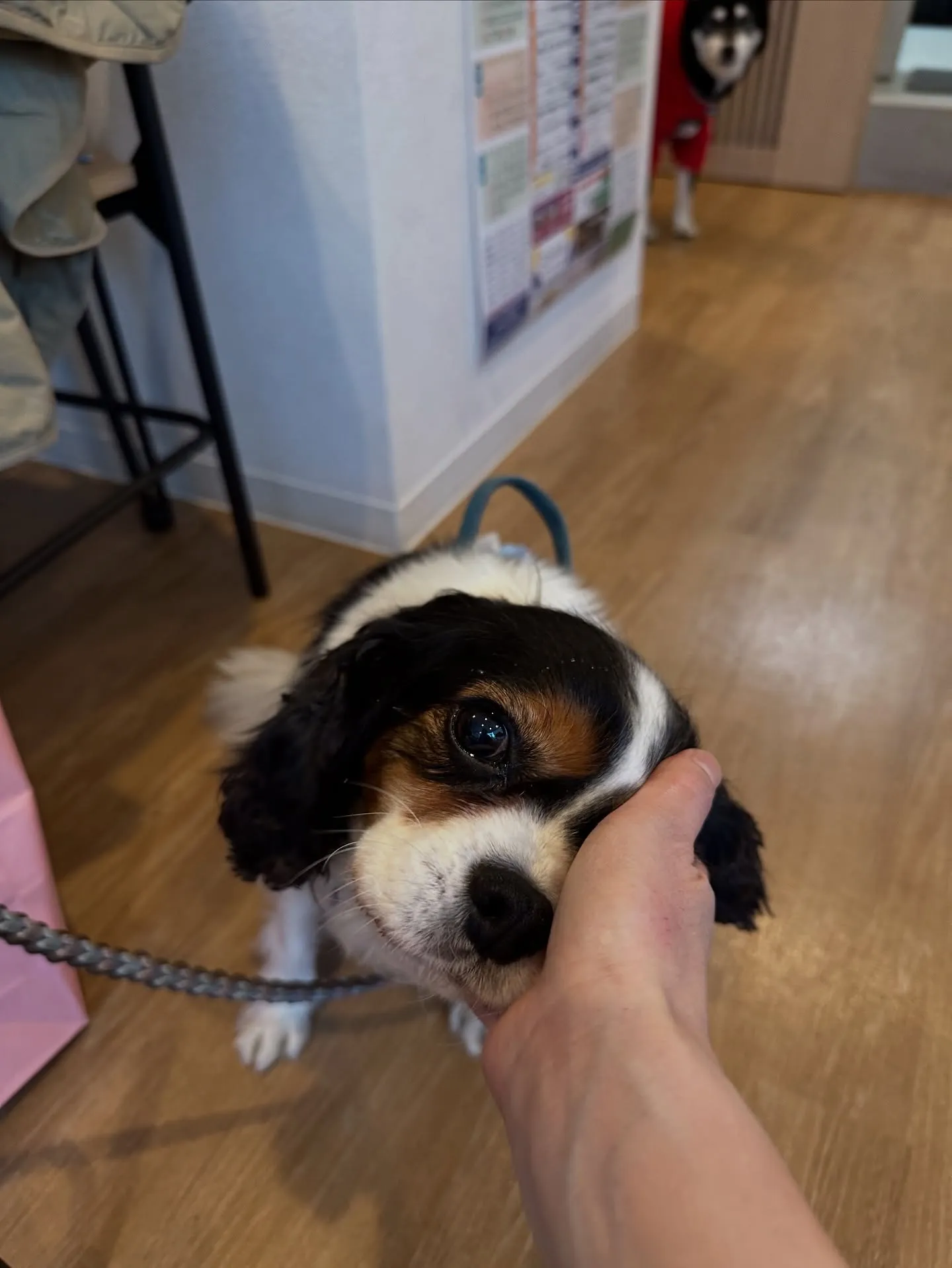 《ご来店わんこ》