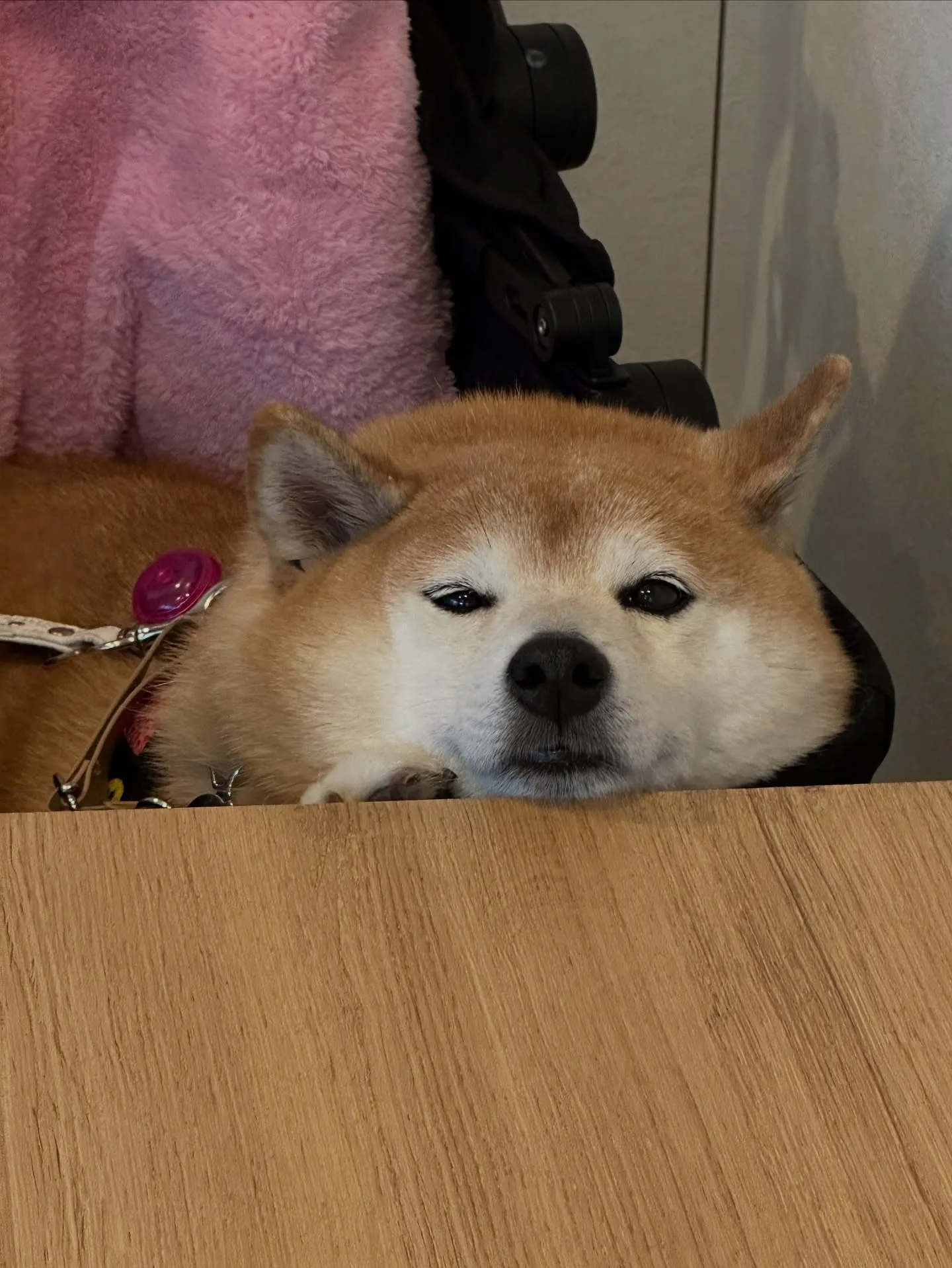 《ご来店わんこ》